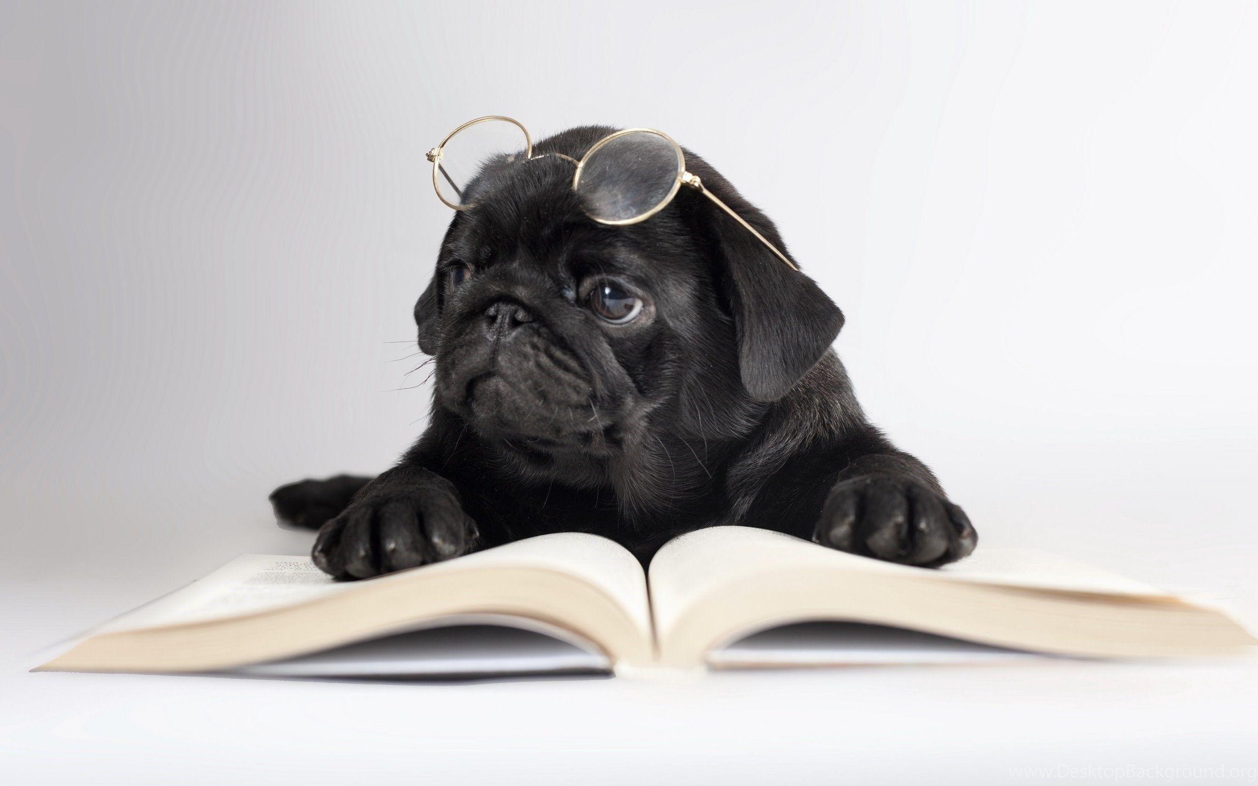 2560x1600 Black Pug Wallpaper Wallpaper. Desktop Background