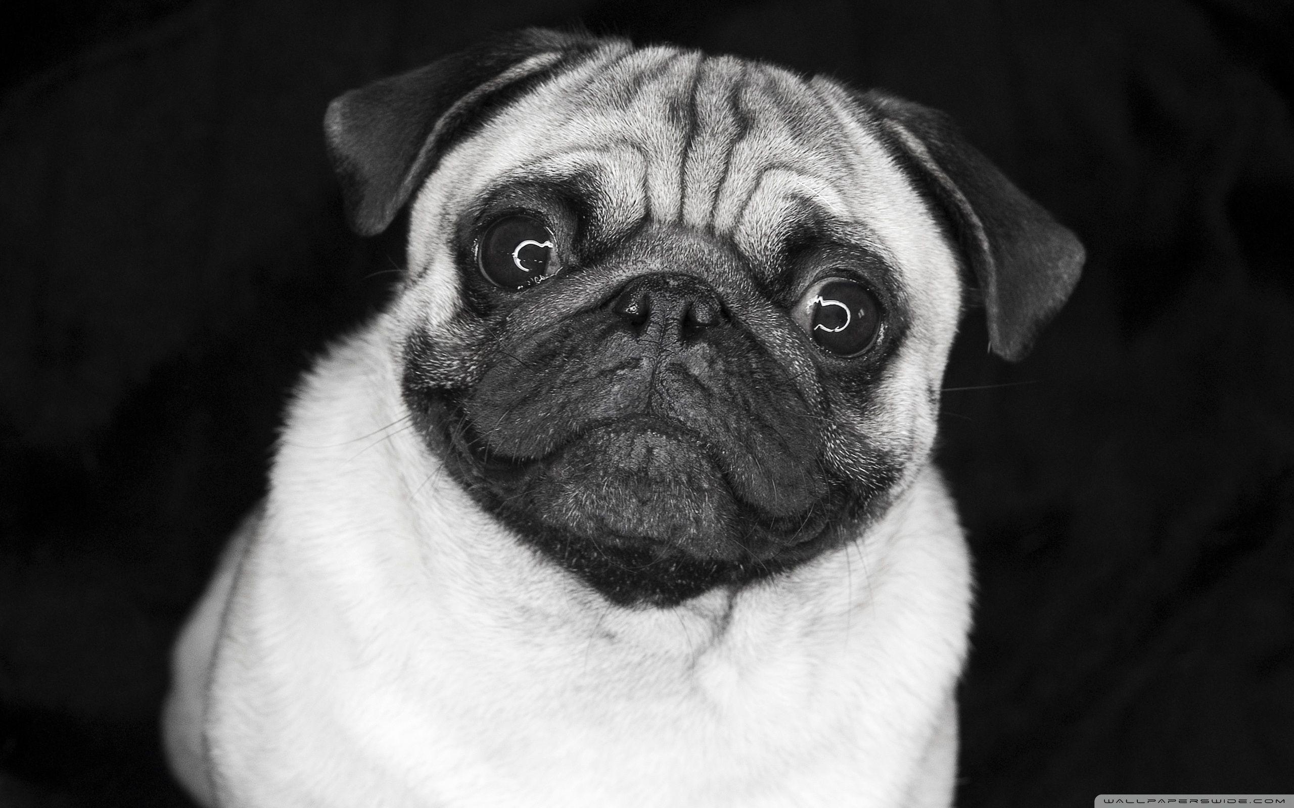 2560x1600 Pug Black And White Photography Wallpaper & Background Download