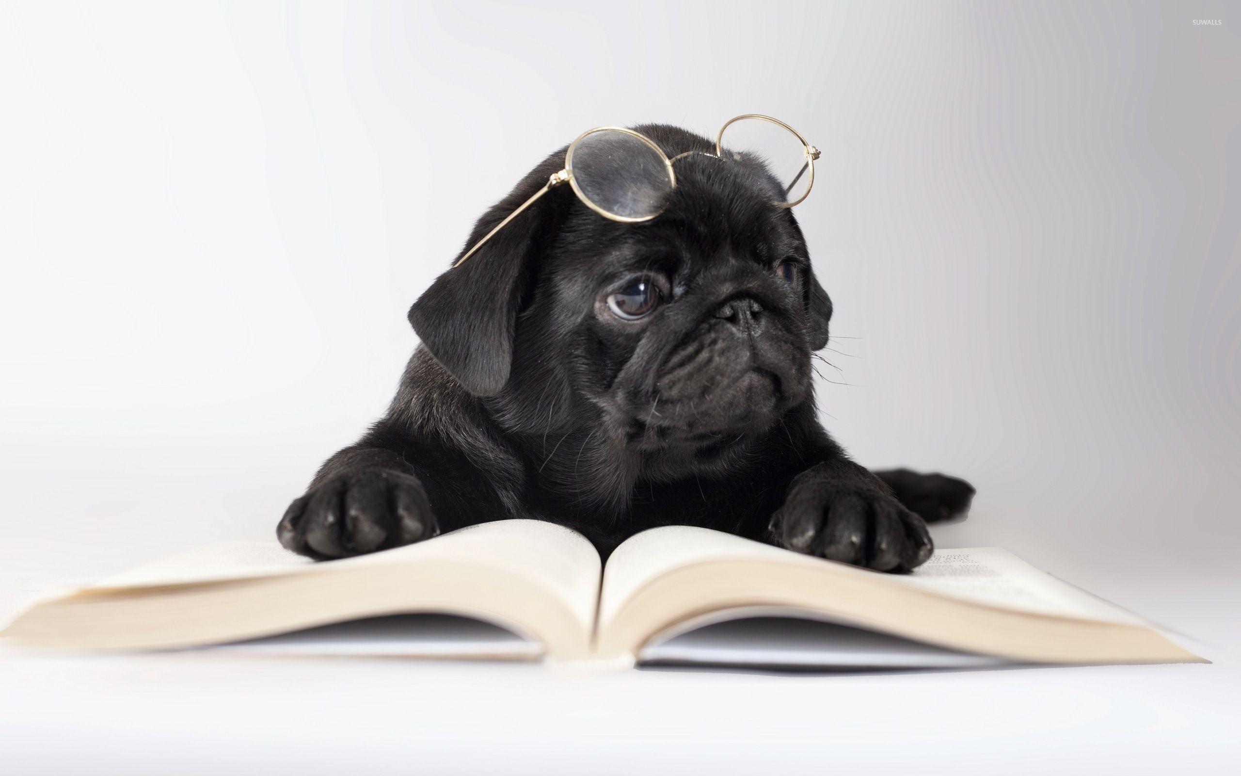 2560x1600 Brown And Black Pugs Wallpaper
