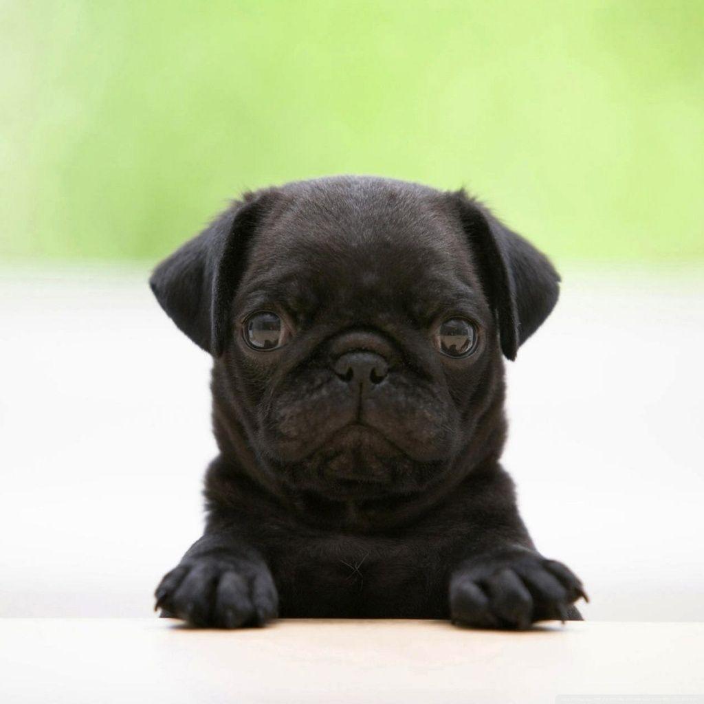 1024x1024 [ Pug Background ]. Pug Wallpaper HD Wallpaper Picture