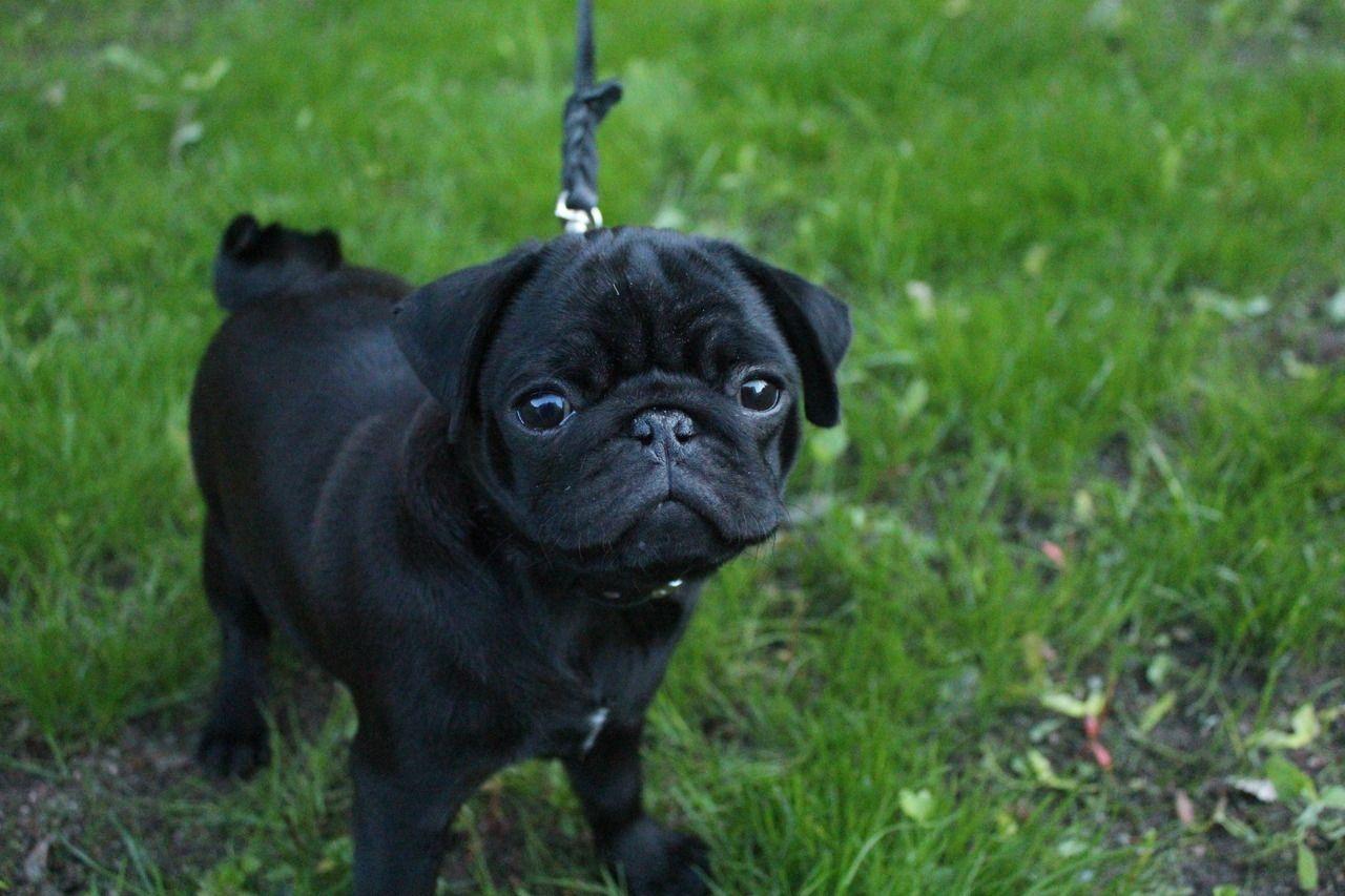 1280x853 Pug puppy photo and wallpaper. Beautiful Pug puppy picture