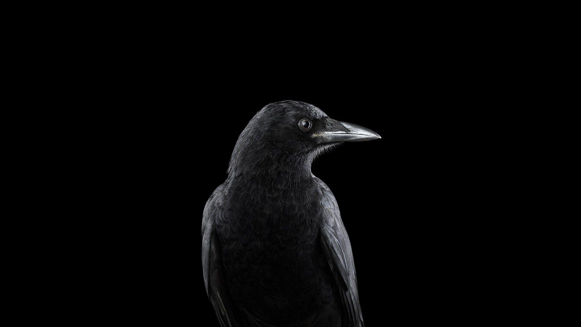 1920x1080 Raven Background Desktop.  Raven Moon