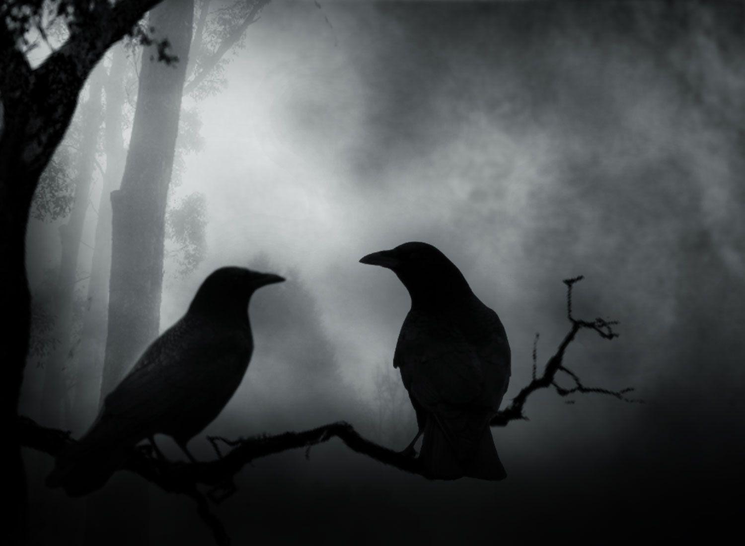 Hình nền 1500x1100 Dark Crows Couple từ hình nền Dark.  Quạ quạ, quạ