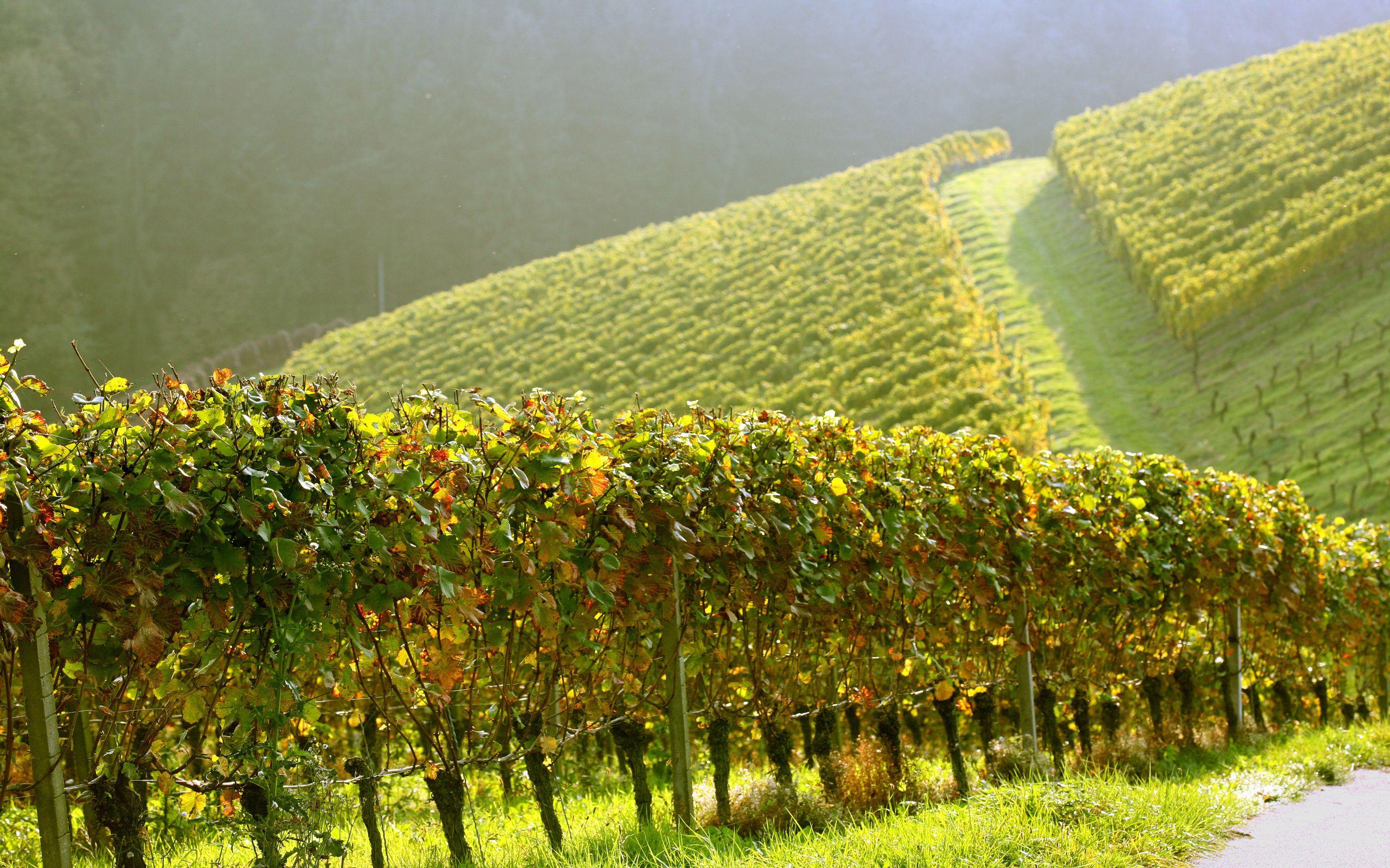 Vineyard Wallpapers - Top Free Vineyard Backgrounds - WallpaperAccess