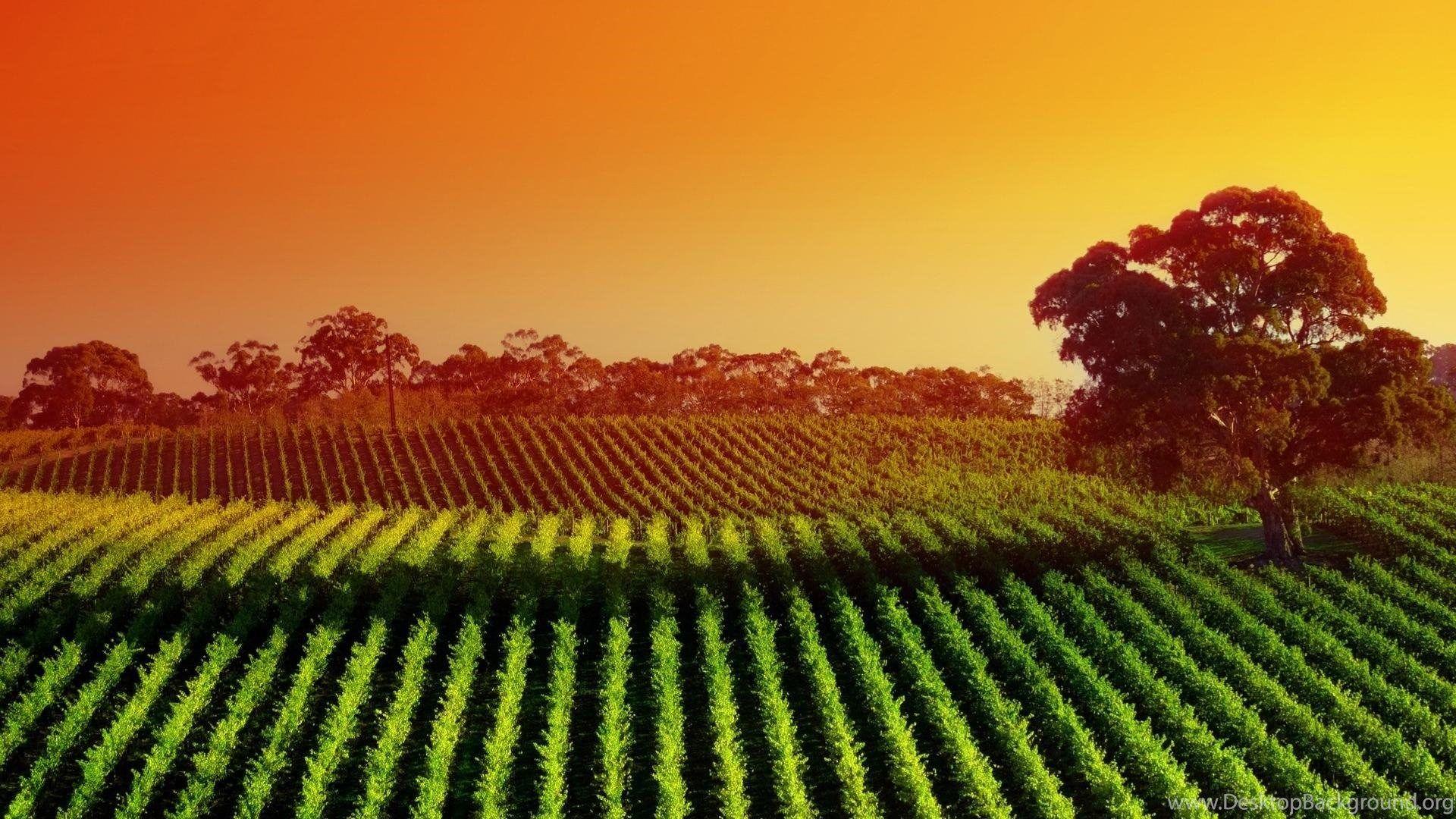 1920x1080 Landscapes Nature Fields Sunlight Vineyard Wallpaper Desktop