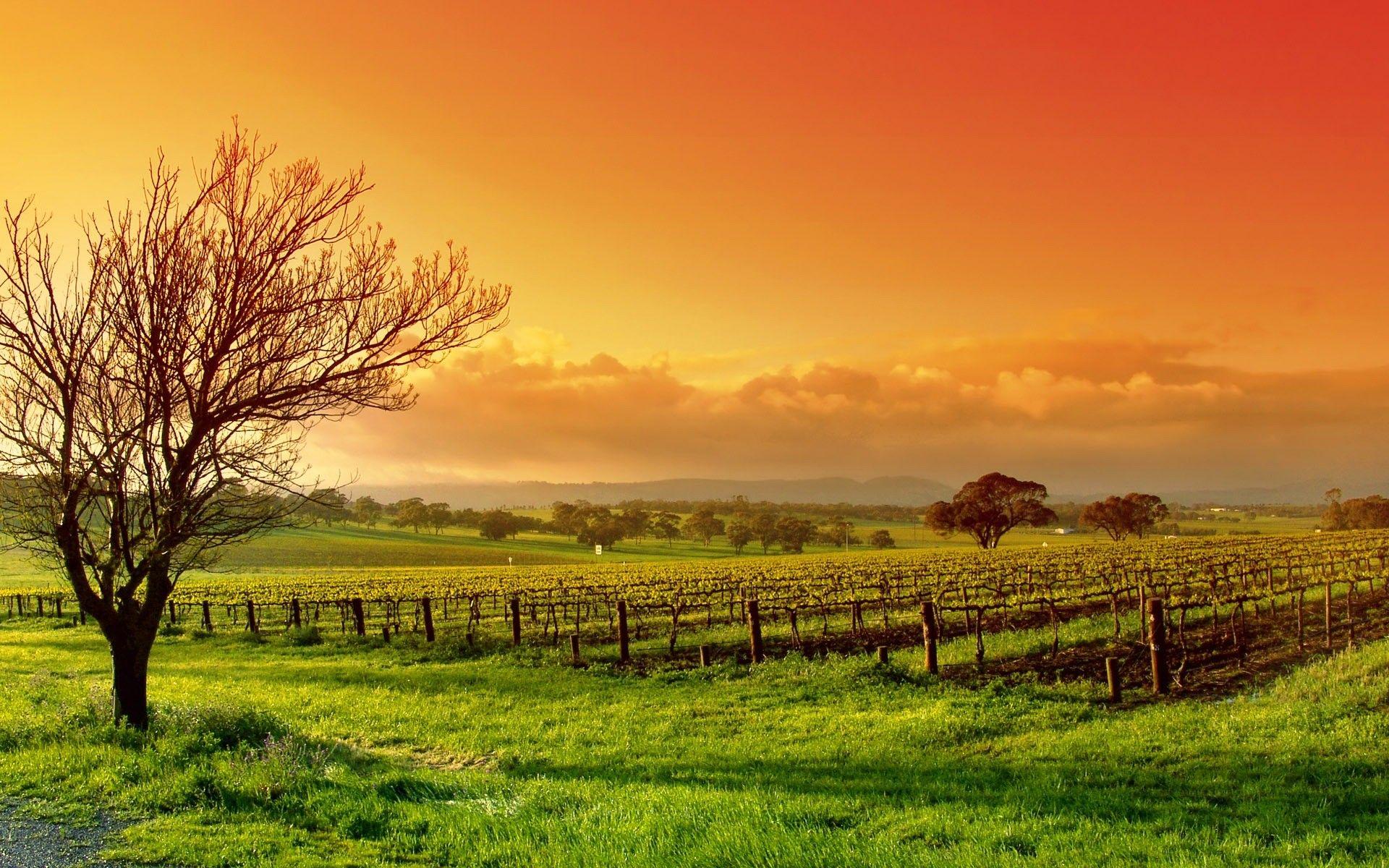 1920x1200 Vineyard Wallpaper