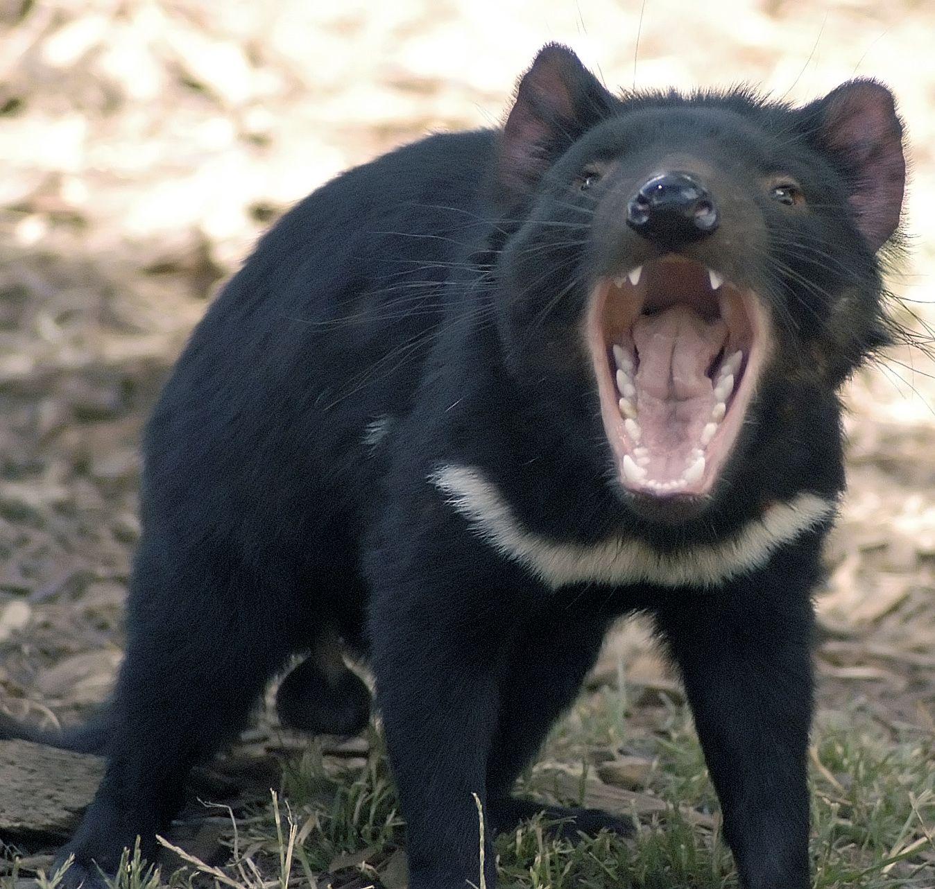 1348x1282 Tasmanian Devil Wallpaperx1282