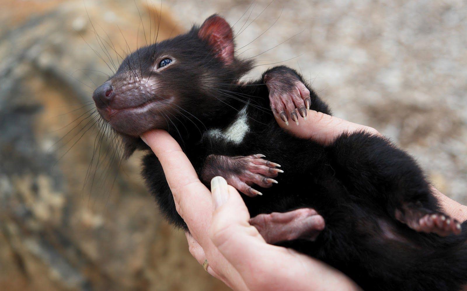 1600x1000 Fun Animals Wiki, Videos, Picture, Stories: Tasmanian Devil