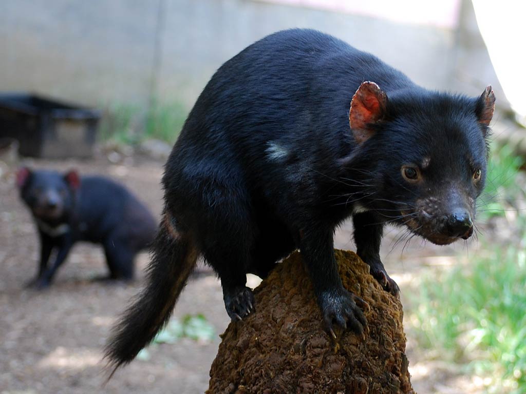 1024x768 Tasmanian Devil Wallpaper