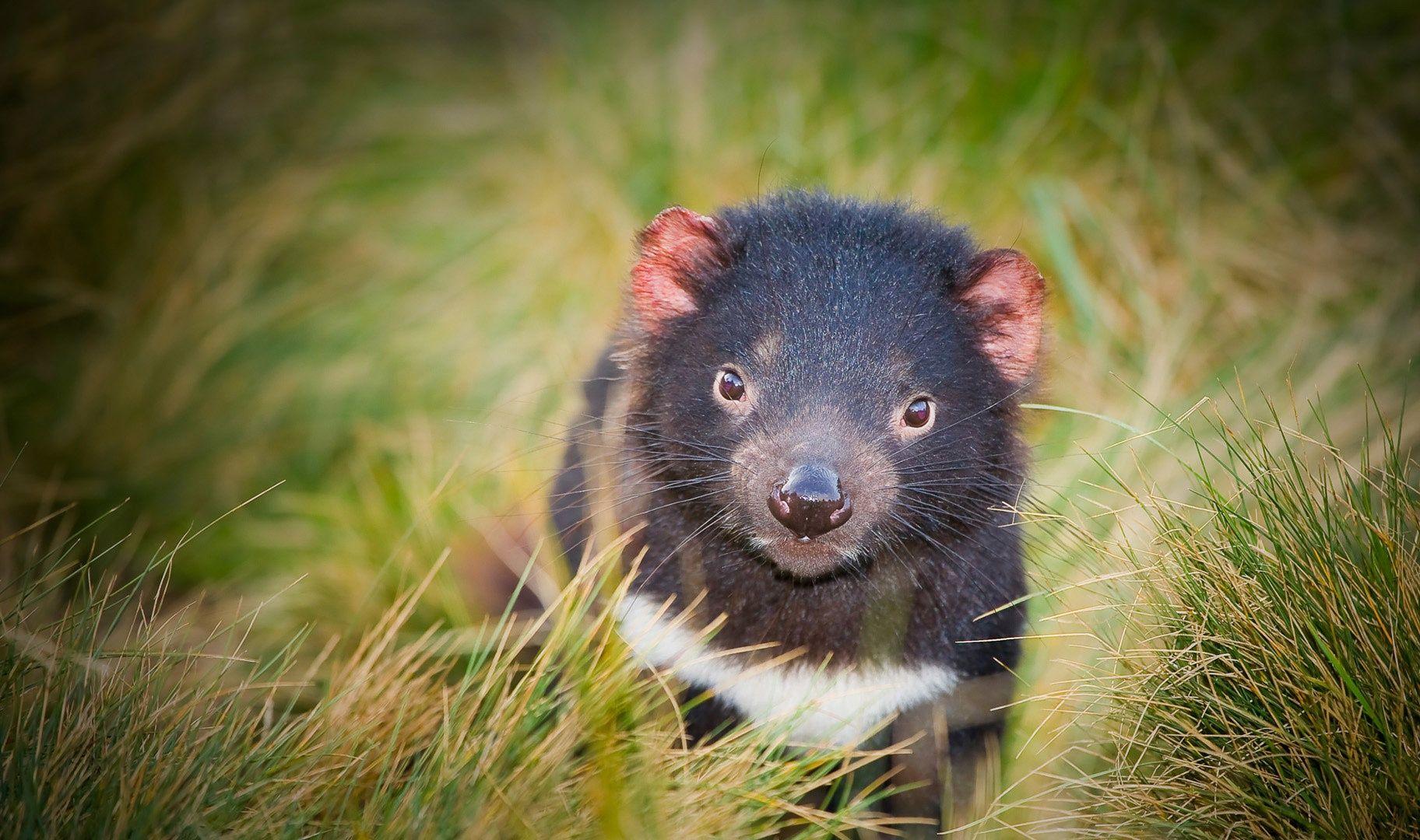 Tasmanian Devil Wallpaper