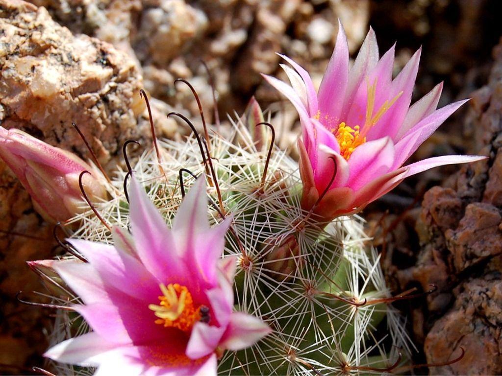 Cactus Flower Wallpapers - Top Free Cactus Flower Backgrounds -  WallpaperAccess