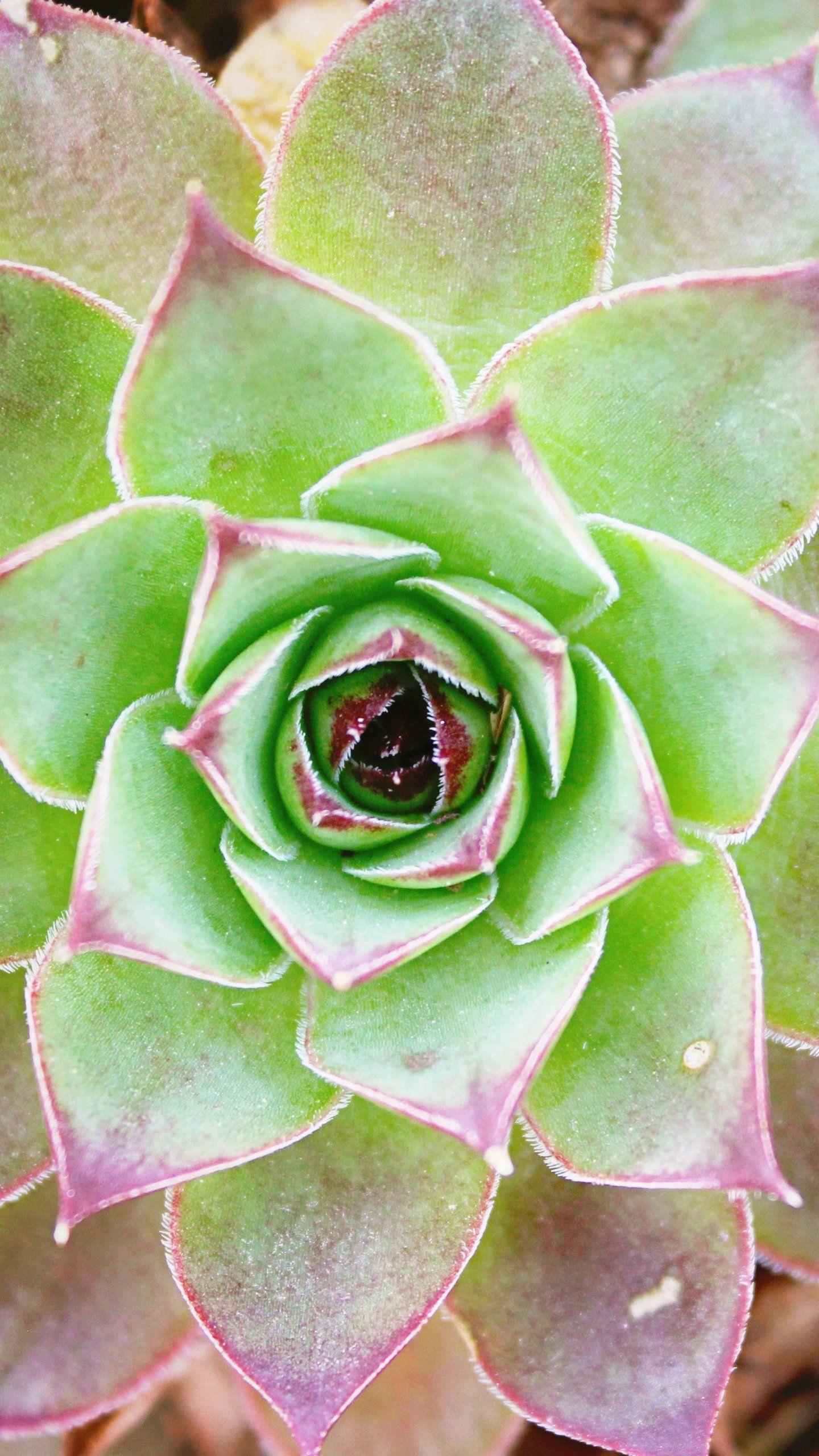 1440x2560 Cactus Flower Wallpaper, Android & Desktop Background