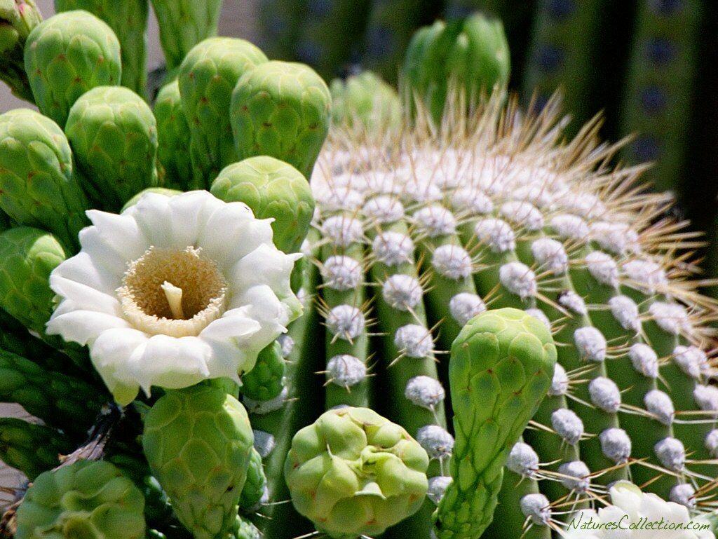 1024x769 Cactus Wallpaper