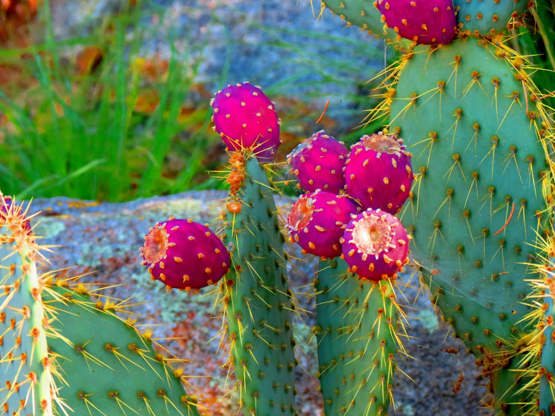 1920x1440 Cactus Wallpaper. Cactus Wallpaper Boho, Cactus Print Wallpaper and Cactus Wallpaper