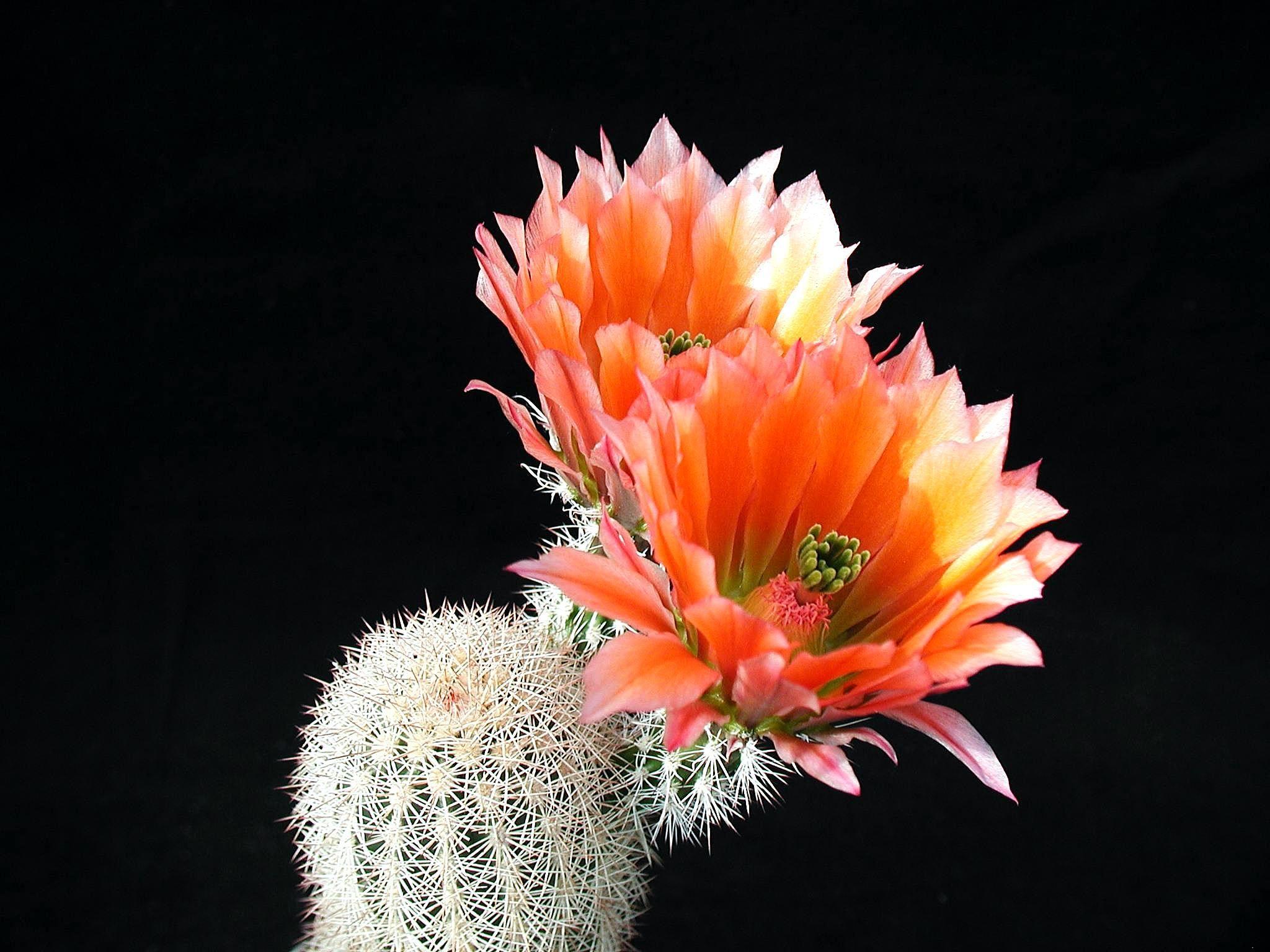 2048x1536 Free download Cactus with Flowers HD Wallpaper Flowers Wallpaper