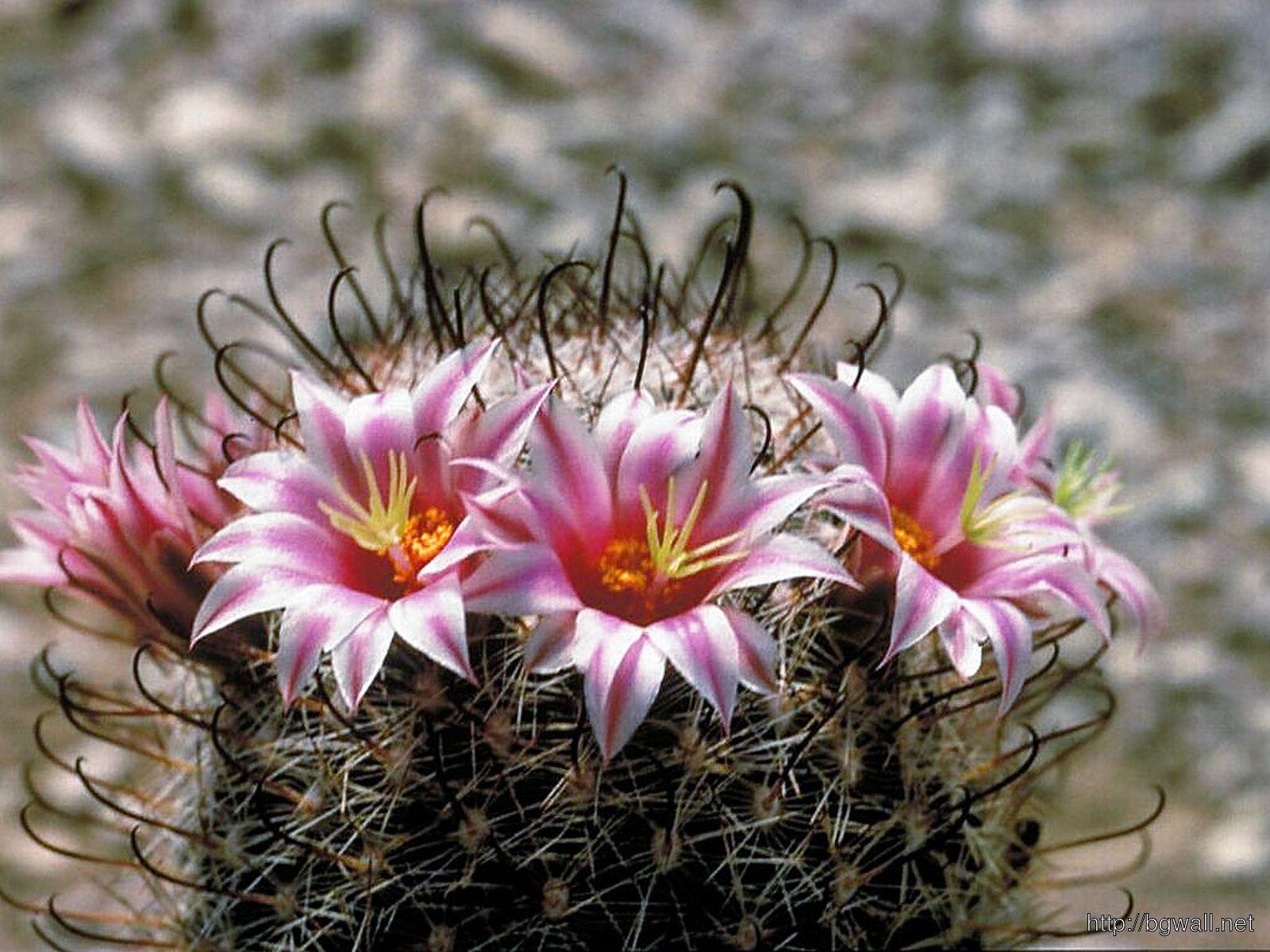 1600x1200 Cactus Flower