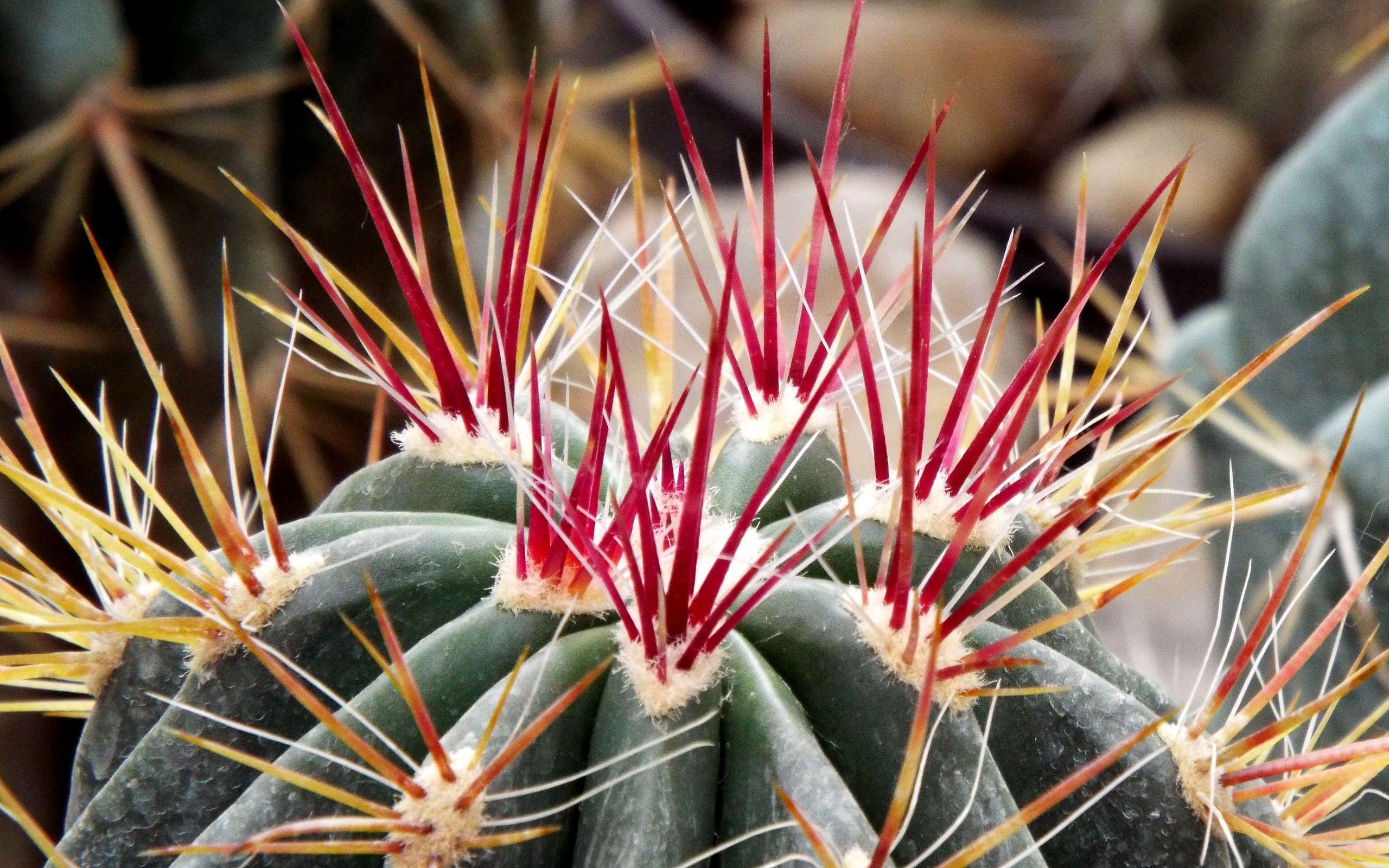 2560x1600 Download wallpaper 2560x1600 cactus, flower, thorns widescreen 16