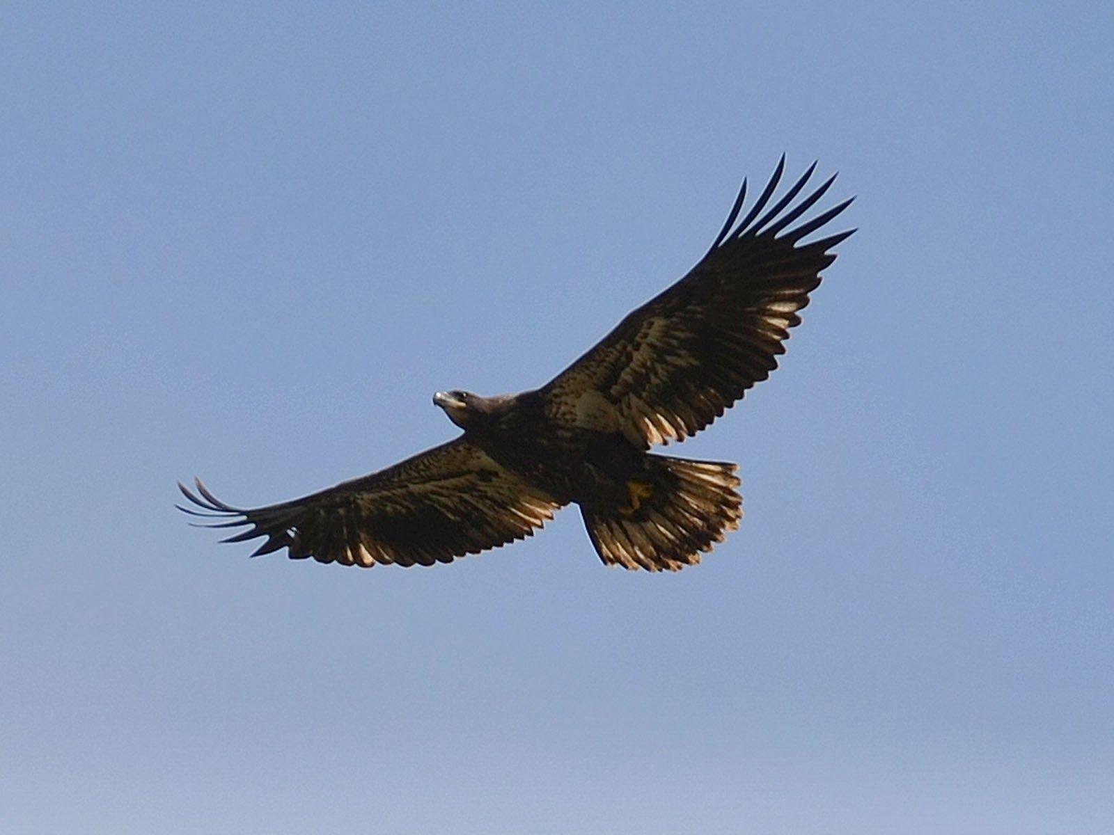 1600x1200 art picture: Juvenile Bald Eagle Wallpaper