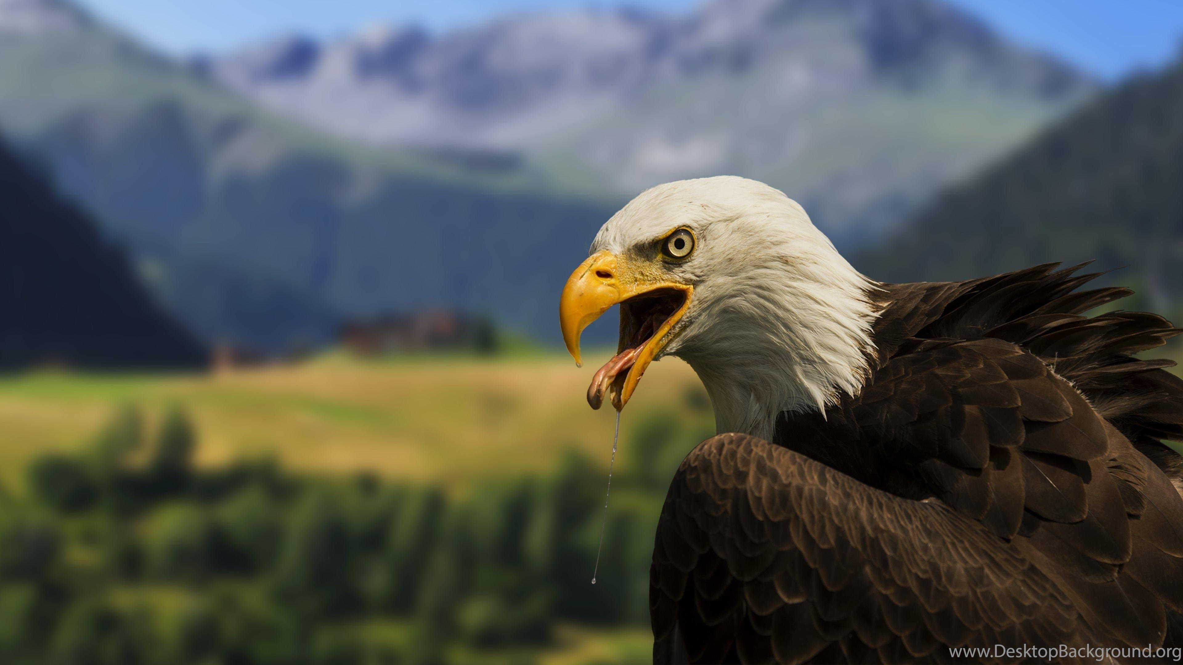 3840x2160 Bald Eagle Wallpaper - HD Wallpaper Desktop Background