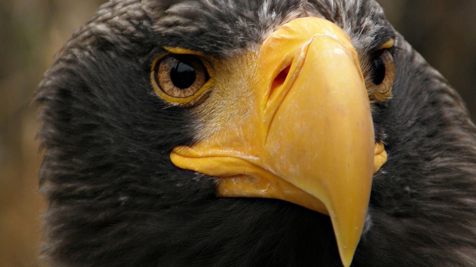 1920x1080 Eagles Wallpaper