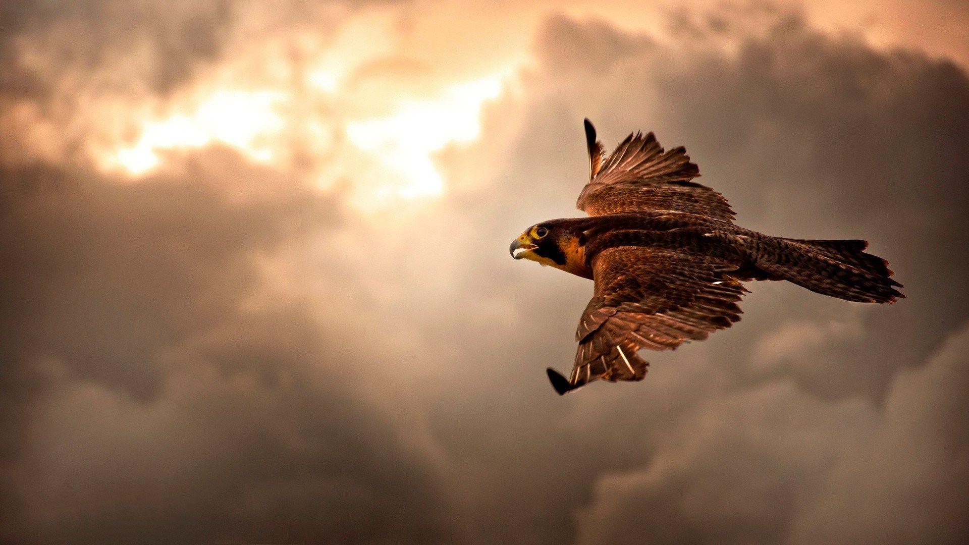 1920x1080 Eagle Wallpaper HD Free Download