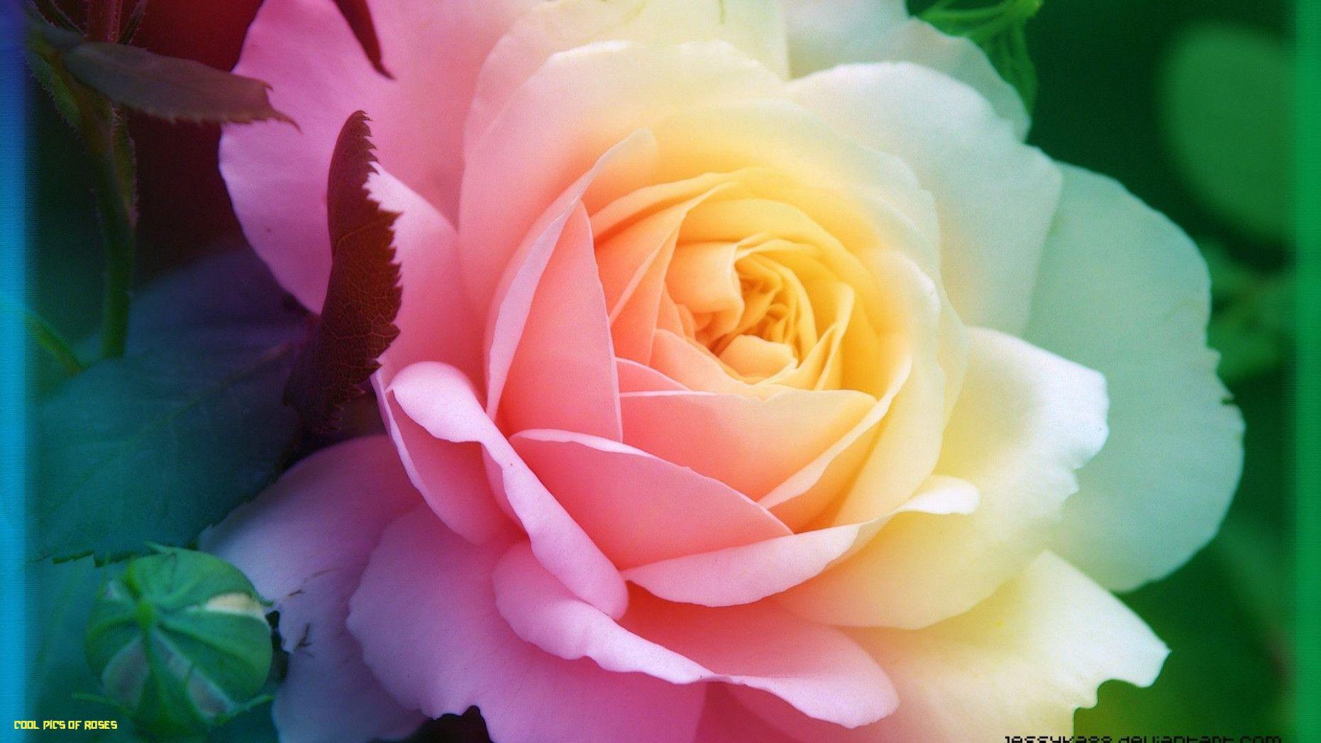 1862x1047 Cool Flower Wallpaper - những bức ảnh tuyệt đẹp về hoa hồng