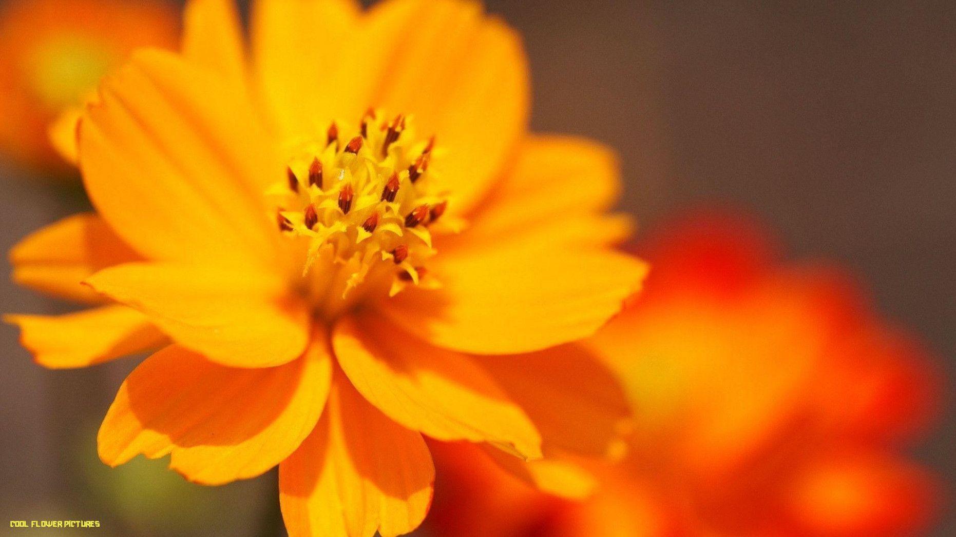 1862x1047 Cool Flower Wallpaper flower picture