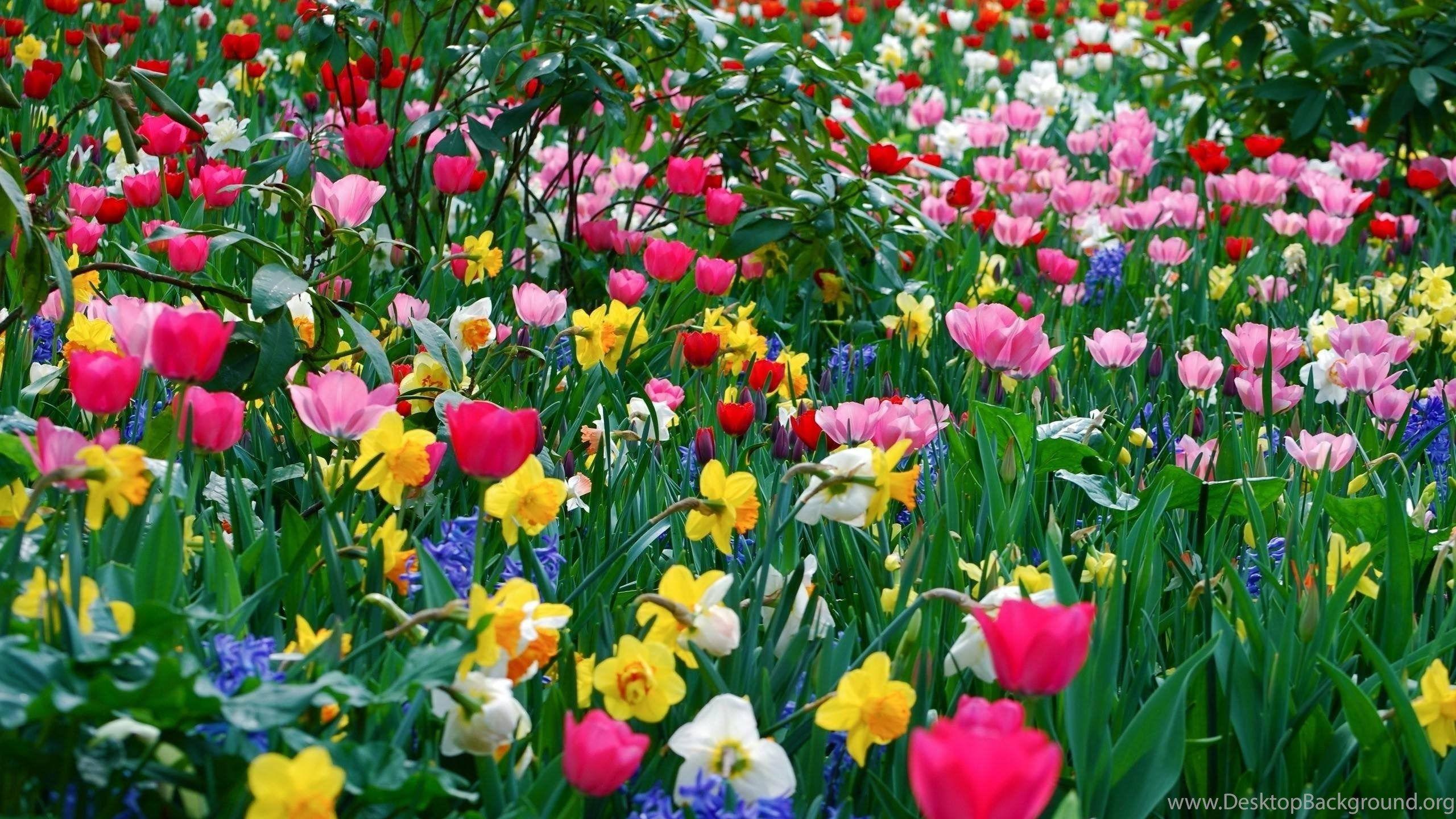Hình ảnh 2560x1440 Hình nền mát mẻ Hình nền hoa mùa xuân Hình nền HD