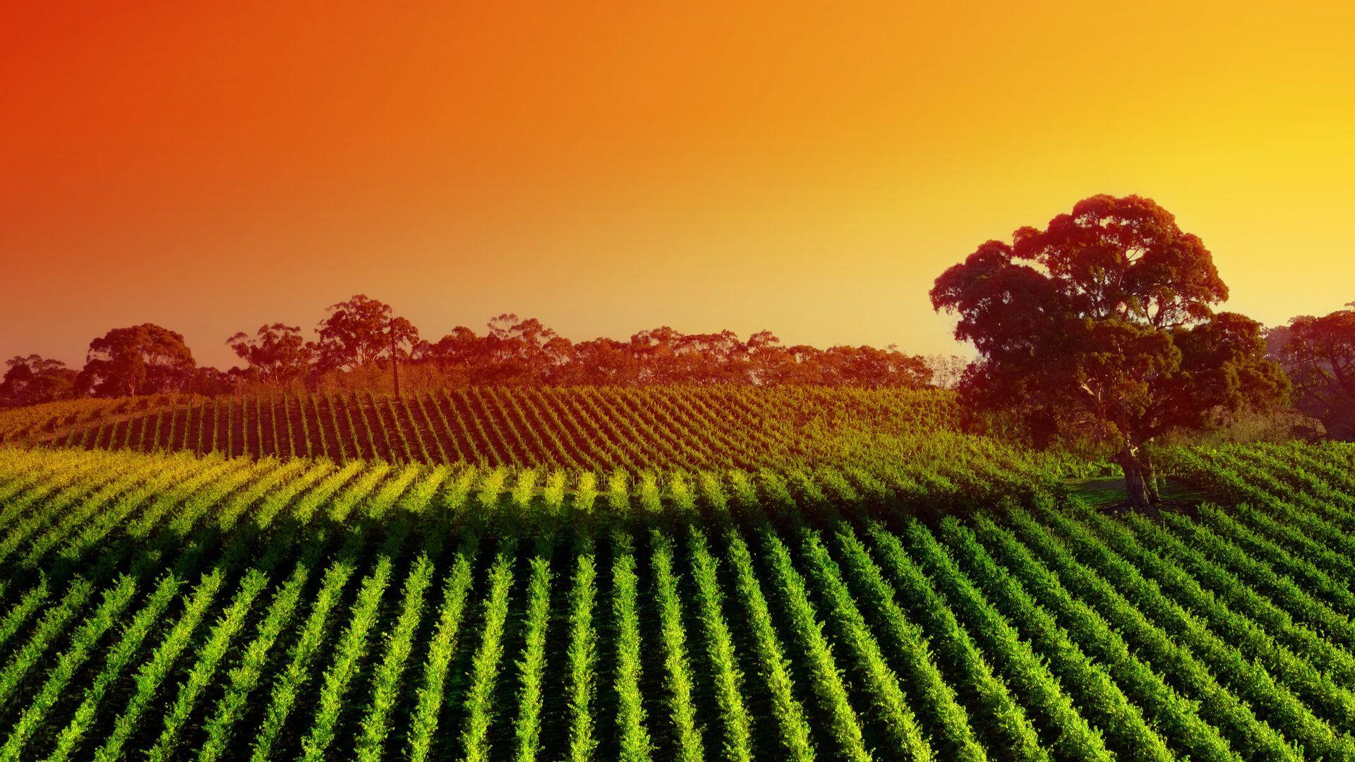 1920x1080 Vineyard Wallpaper