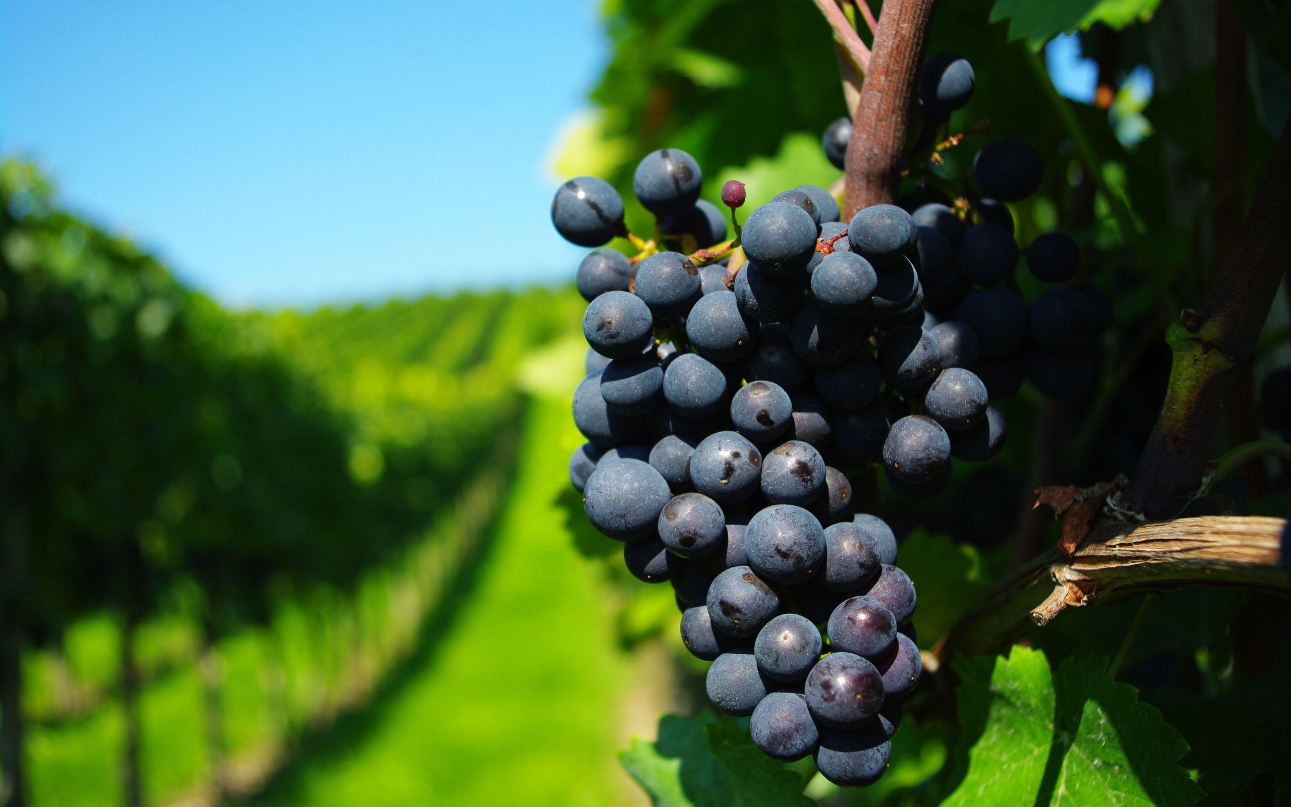 2560x1600 Wonderful HD Vineyard Wallpaper