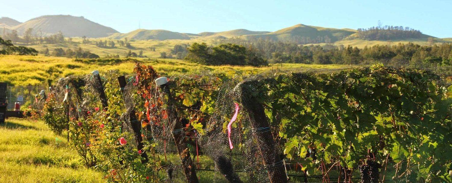 1500x609 Spend a Day Sipping and Savoring at the Famous Maui Winery