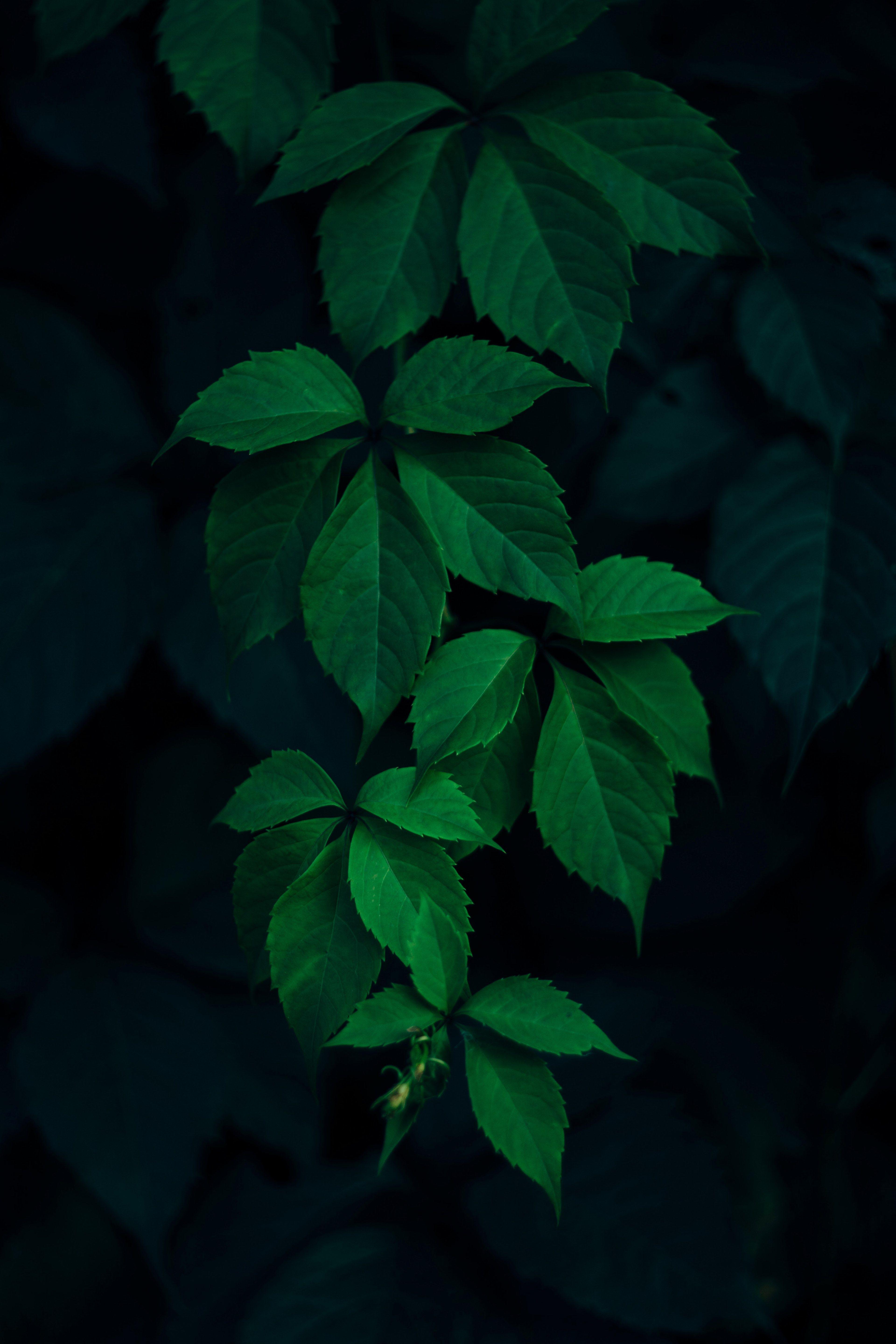 3840x5760 green leafe leaf and dark HD 4k wallpaper and background