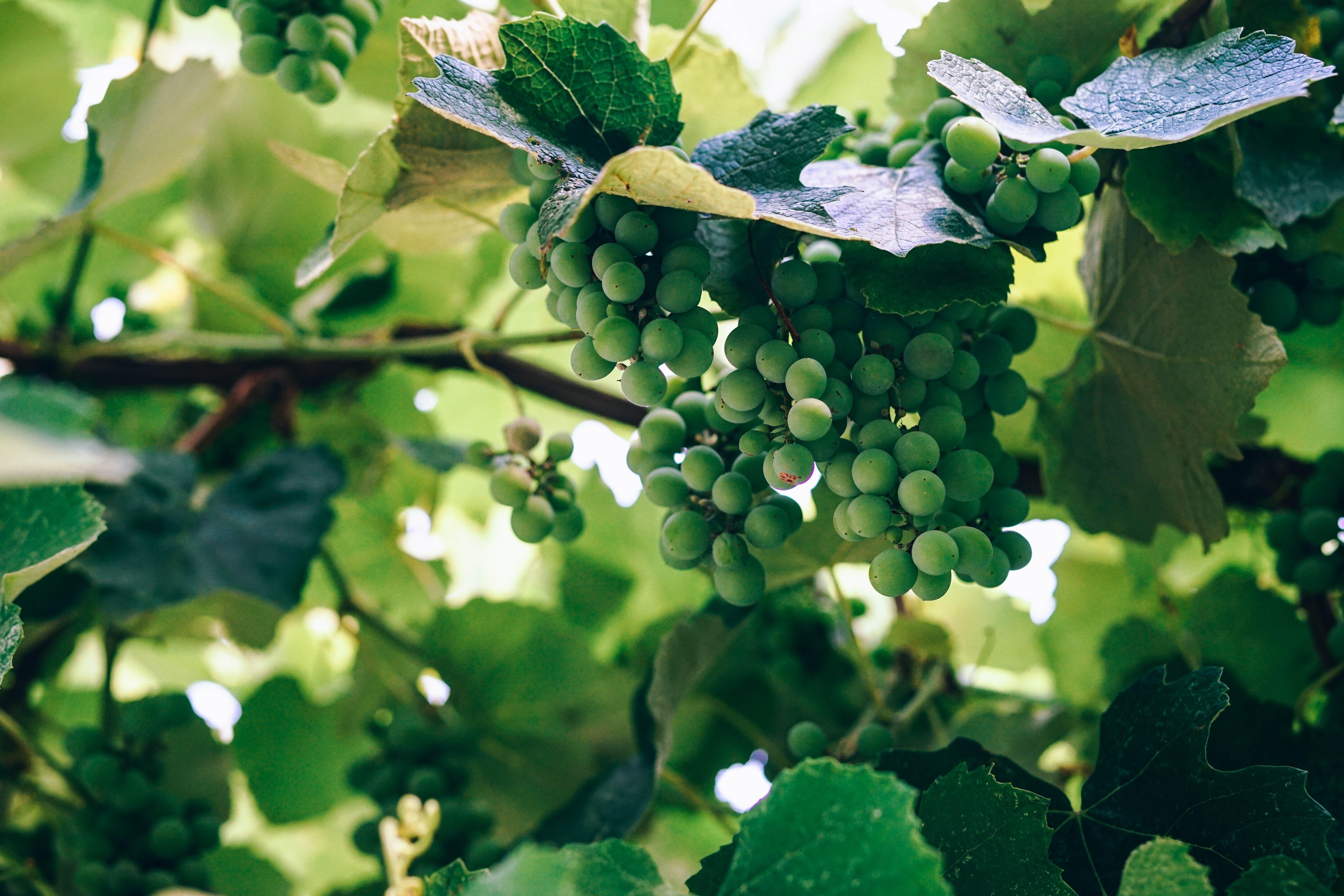 6000x4000 winery wallpaper and background