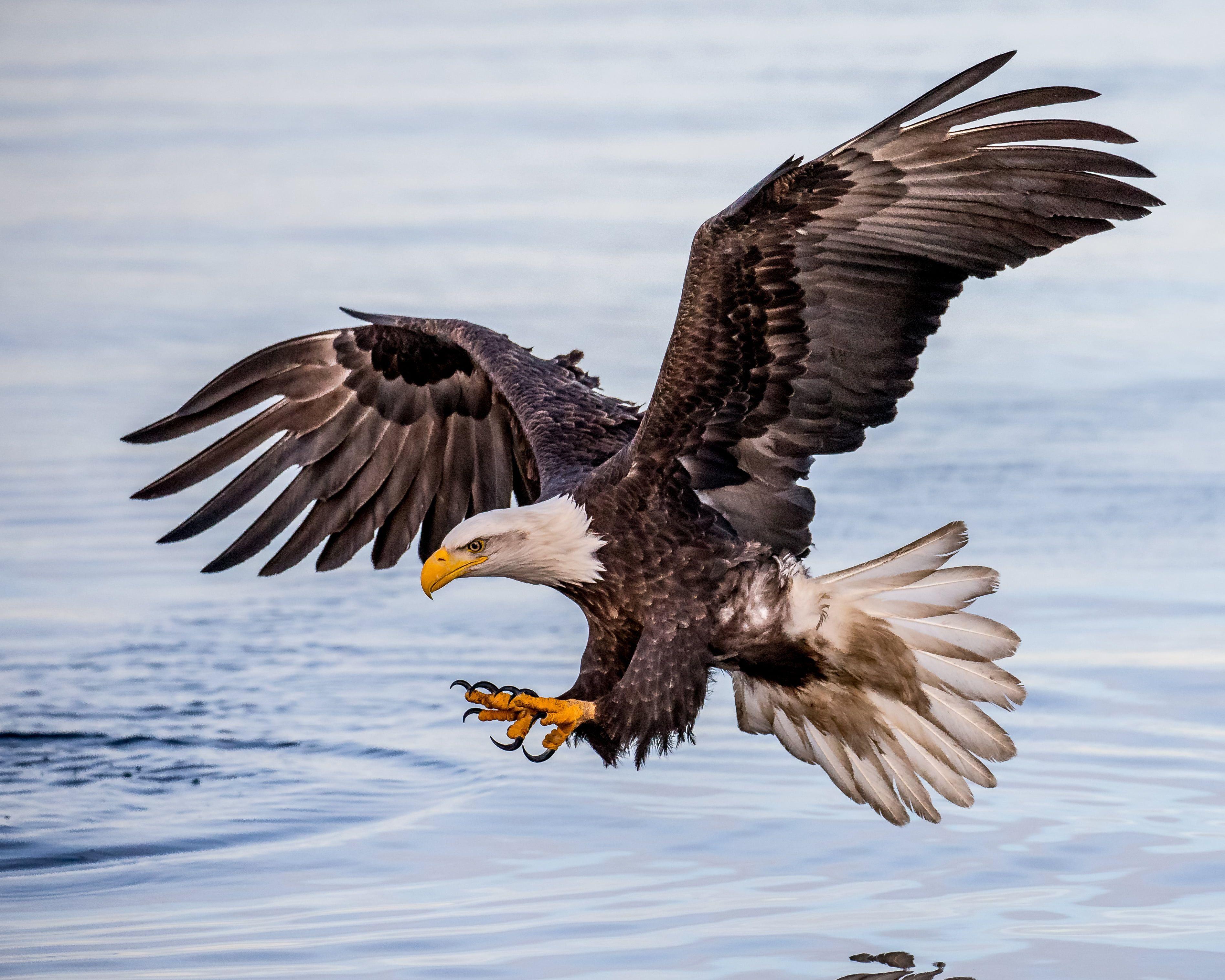 Eagle Flying HD Wallpapers - Top Free Eagle Flying HD Backgrounds ...