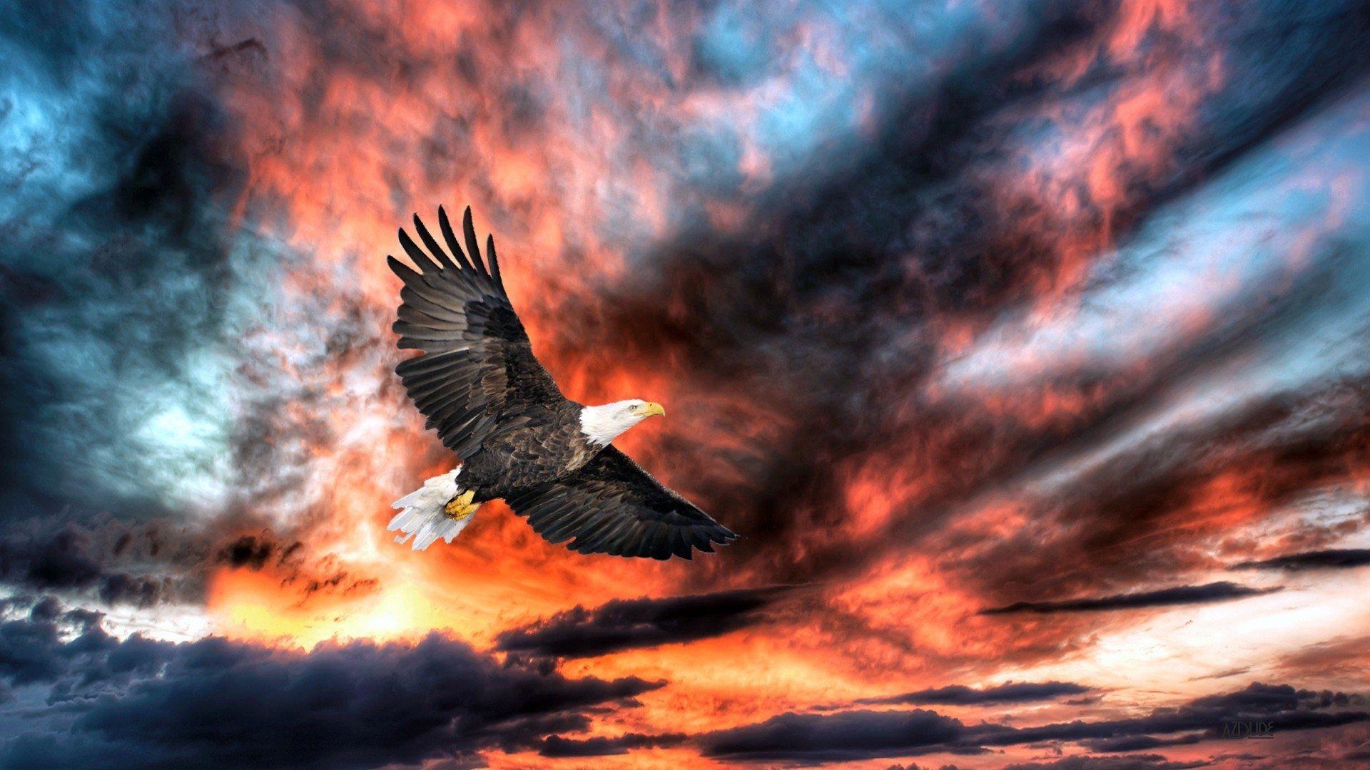 1920x1080 Majestic Bald Eagle HD Wallpaperx1080