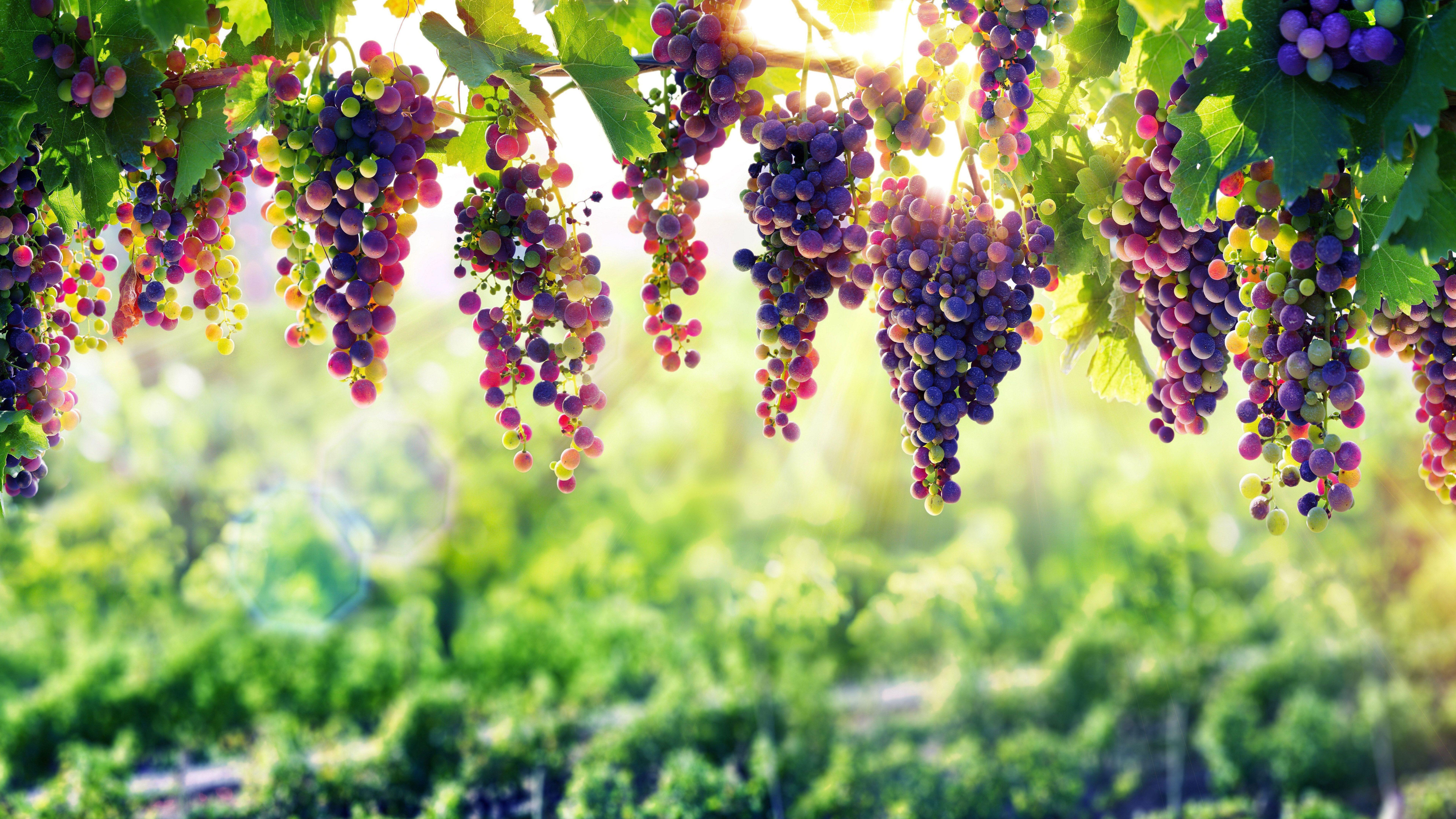 7680x4320 Grape 8k 8k HD 4k Wallpaper, Image, Background