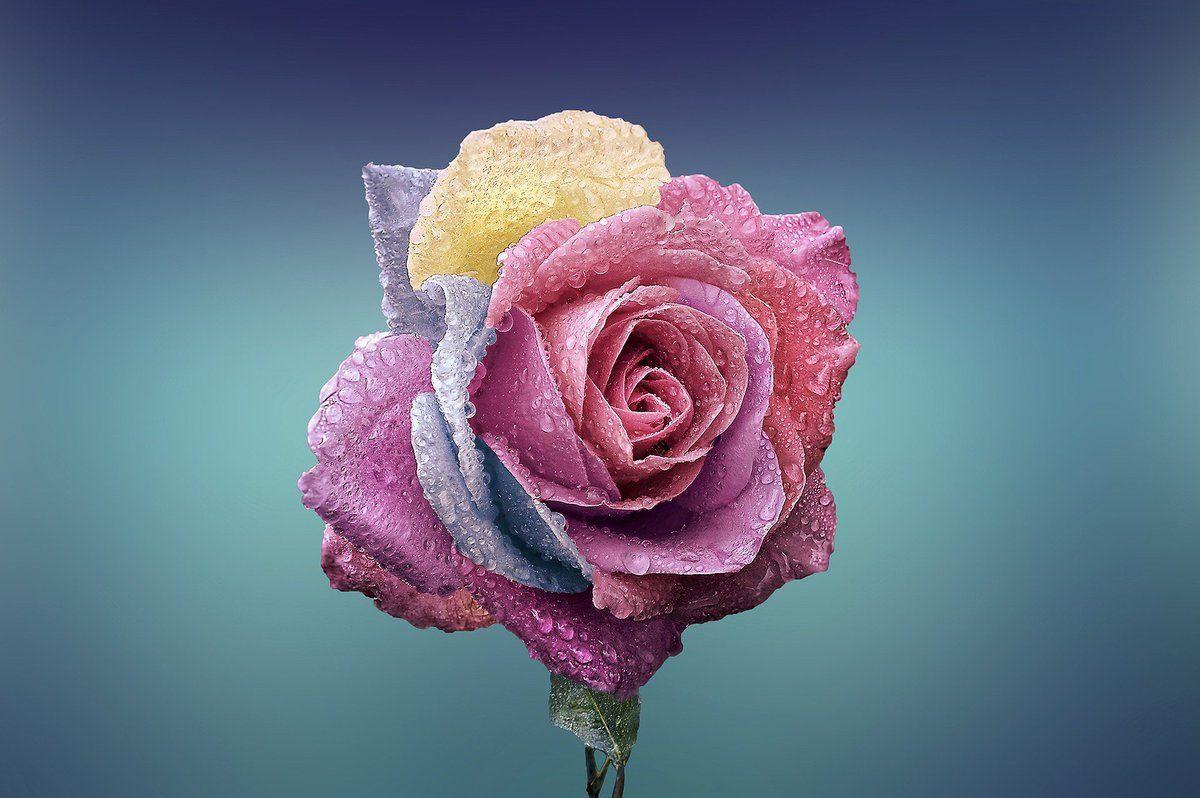 Hình nền HD 1200x798 - Hoa hồng đẹp