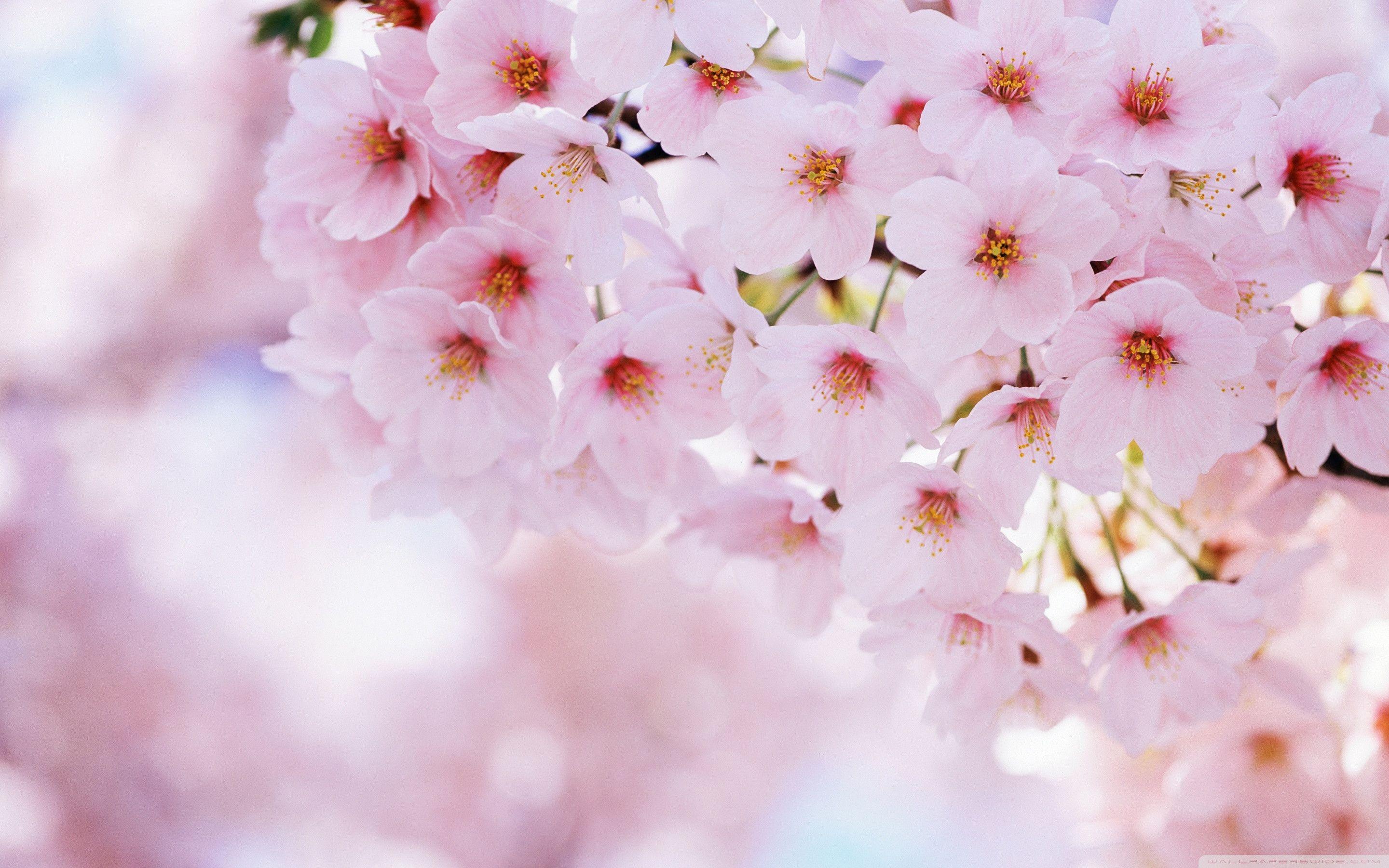 Cherry Blossoms Flowers Wallpapers - Top Free Cherry Blossoms Flowers  Backgrounds - WallpaperAccess