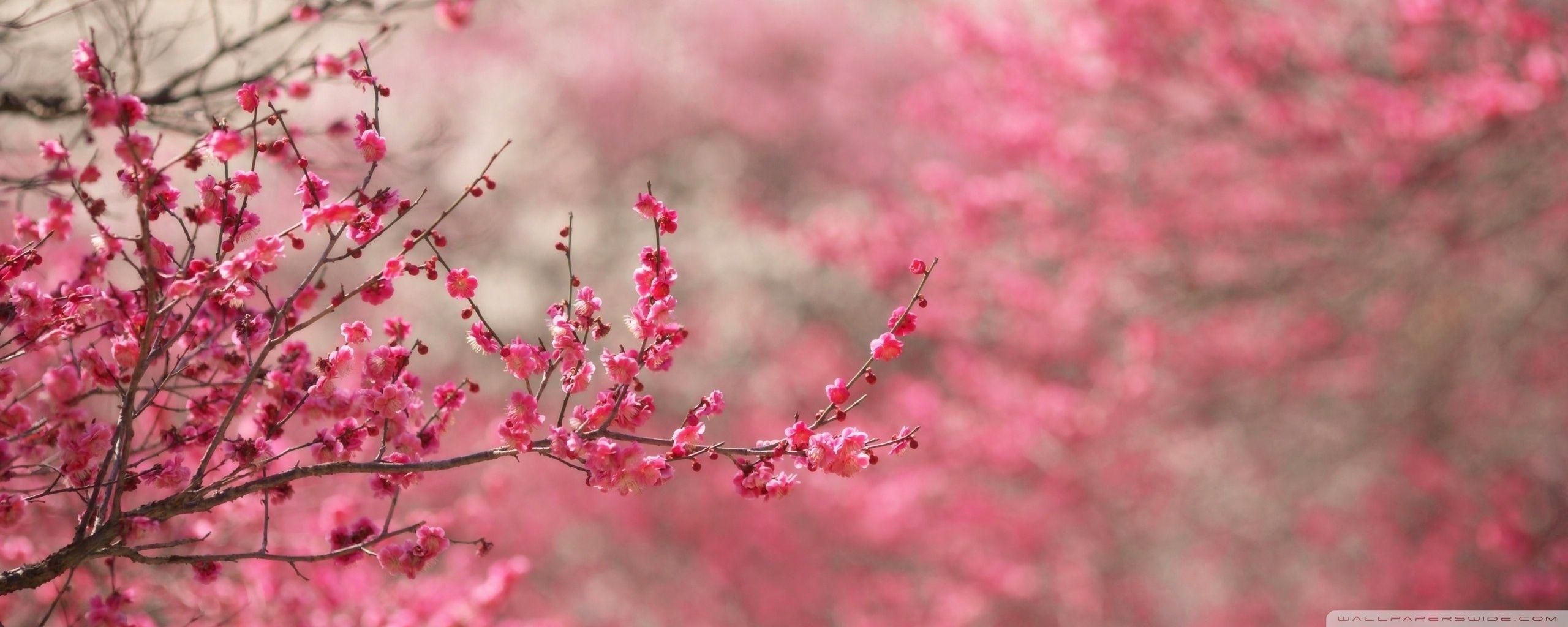 2560x1024 Sakura Cherry Blossom ❤ 4K HD Desktop Wallpaper for 4K Ultra HD TV