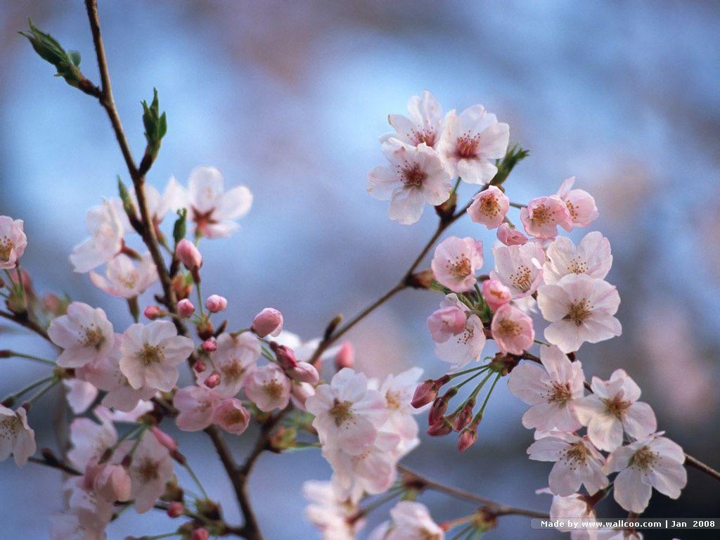 1024x768 Cherry Blossom Viewing : Blomming Japanese Sakura Cherry