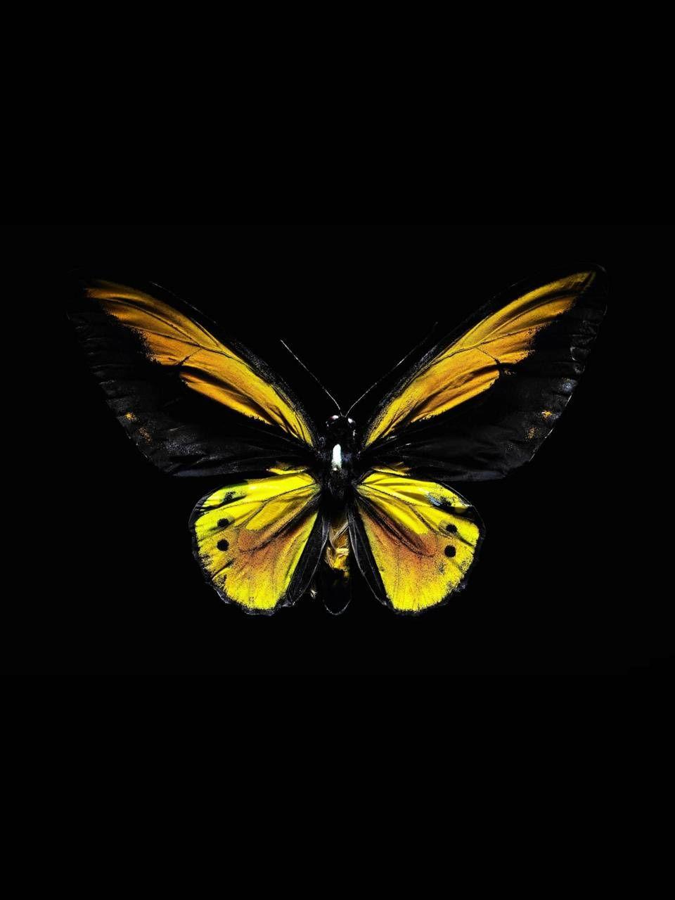 960x1280 YELLOW BUTTERFLY wallpaper