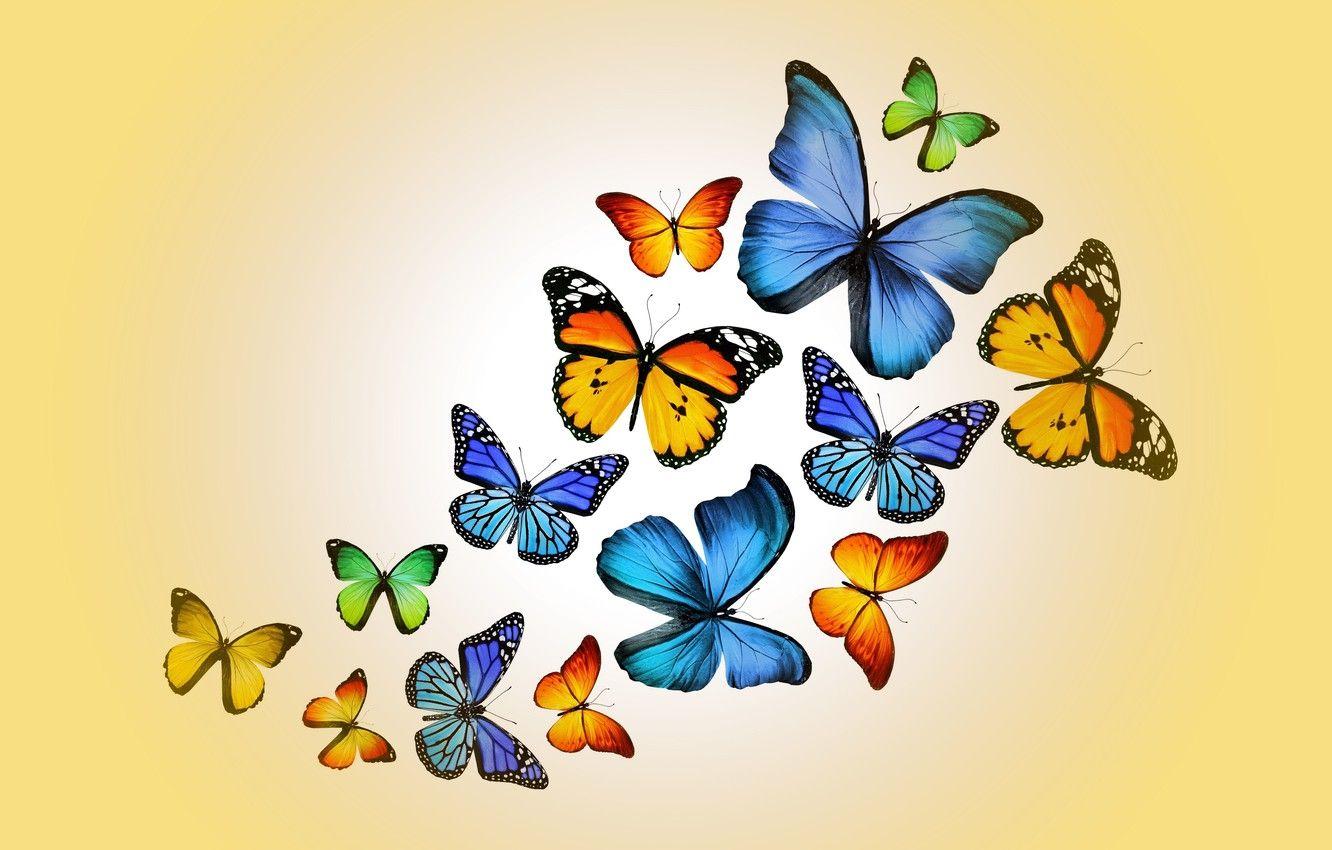 Cute Yellow Butterflies Wallpapers Top Free Cute Yellow Butterflies Backgrounds Wallpaperaccess 