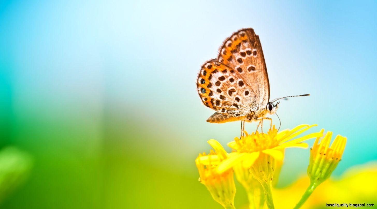 1456x810 Butterflies Yellow Flowers Wallpaper HD