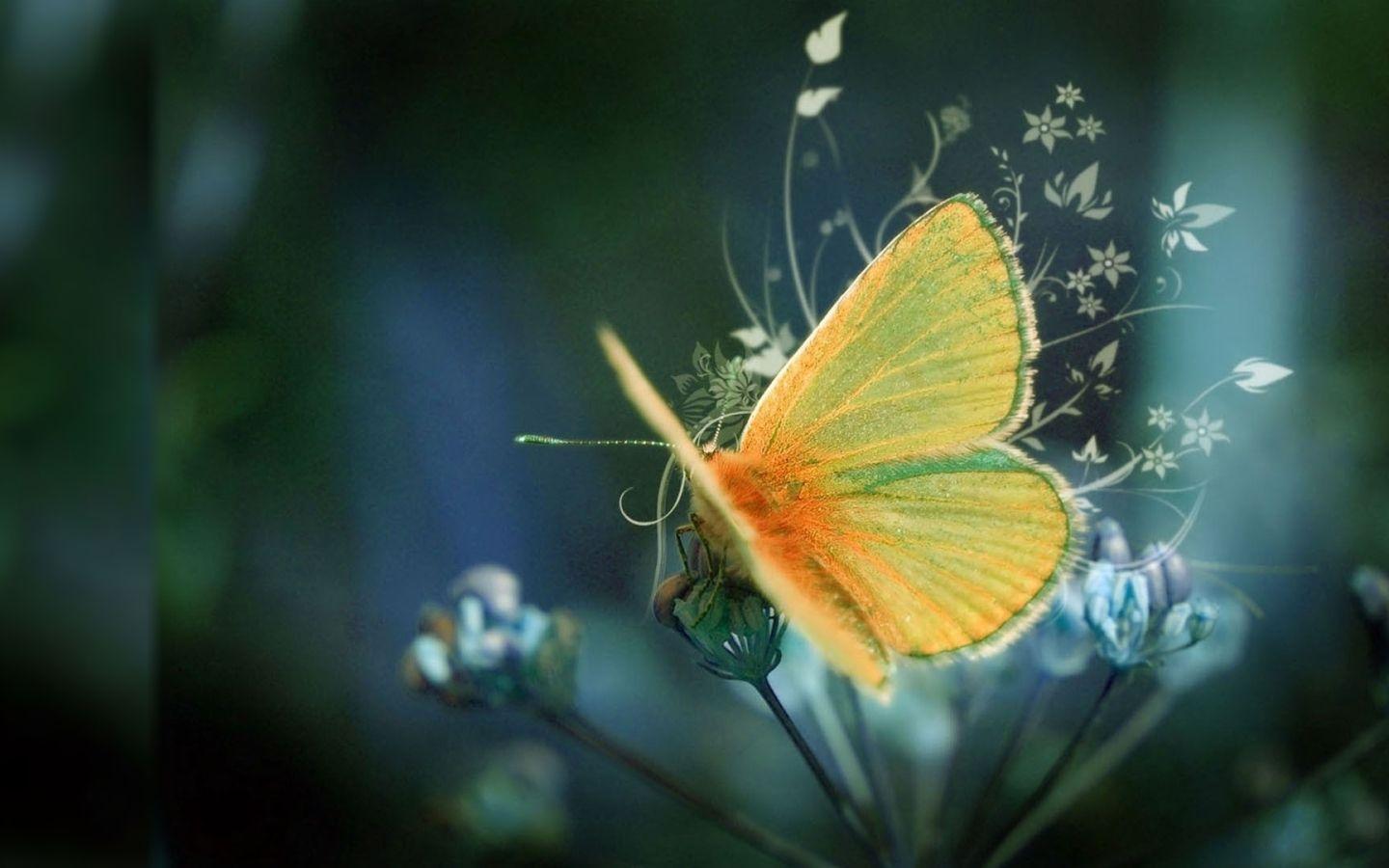 1440x900 Best butterfly Mac Wallpaper Free HD Download