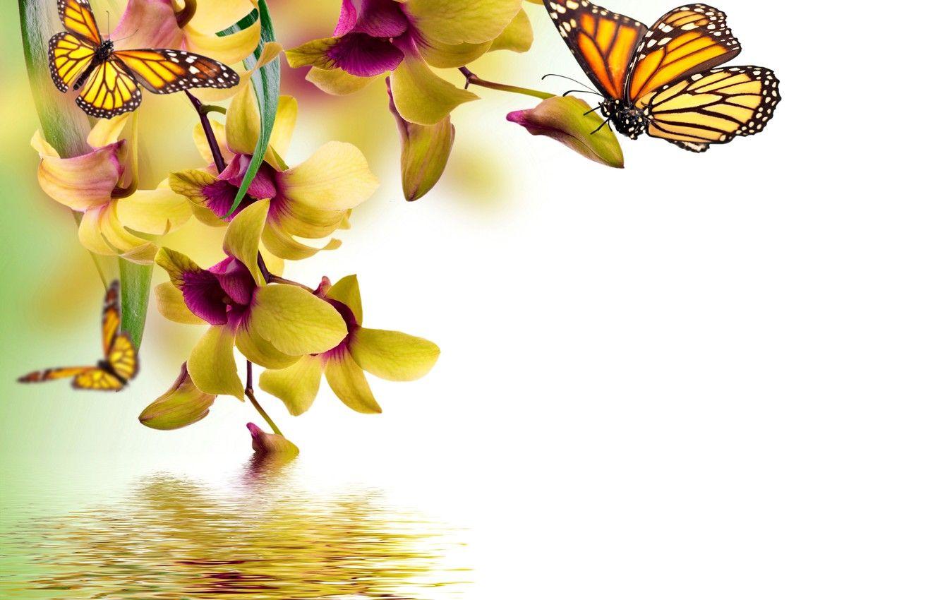 Yellow Butterflies Wallpapers - Top Free Yellow Butterflies Backgrounds