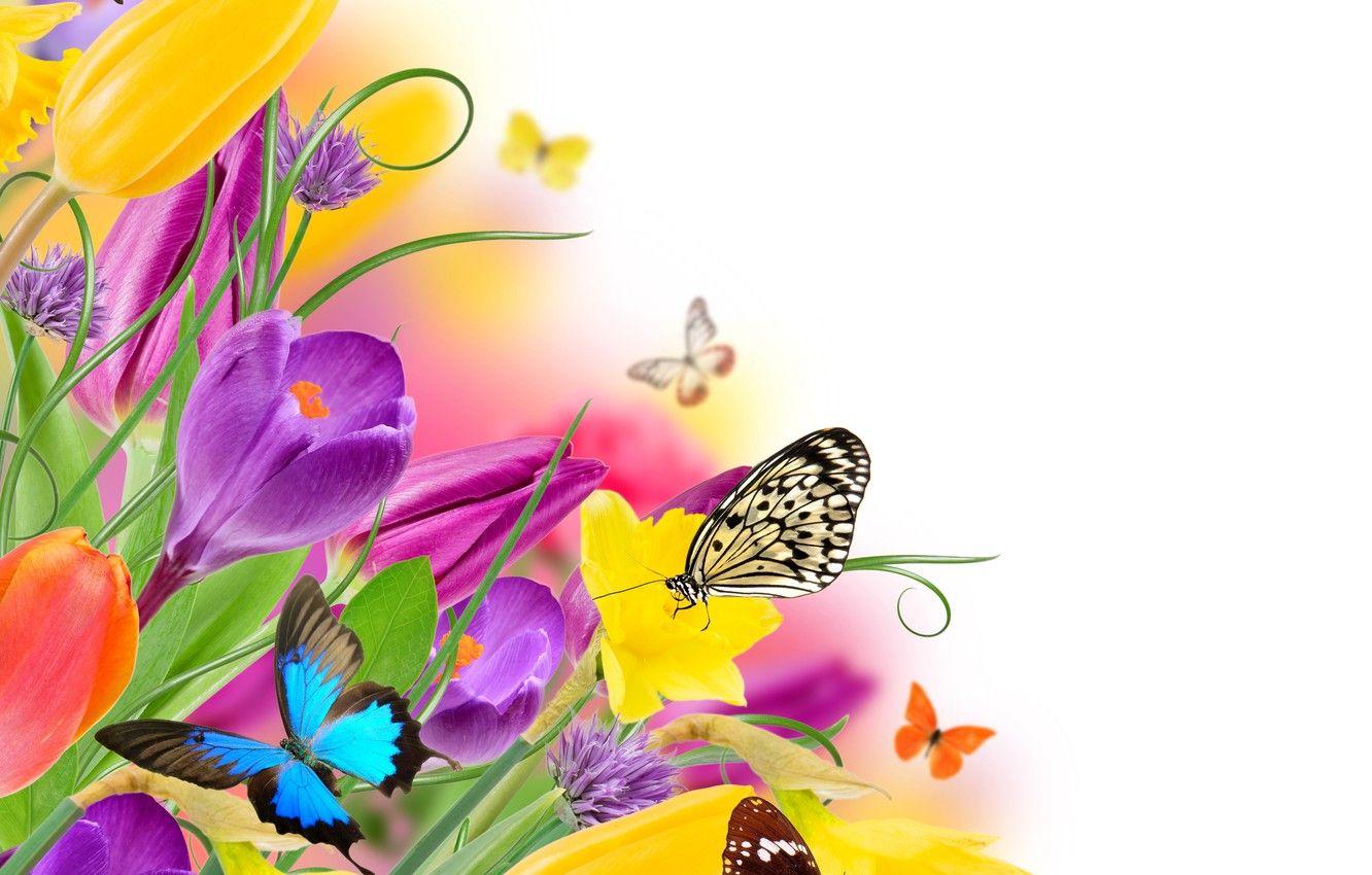 1332x850 Wallpaper butterfly, flowers, spring, colorful, tulips, fresh
