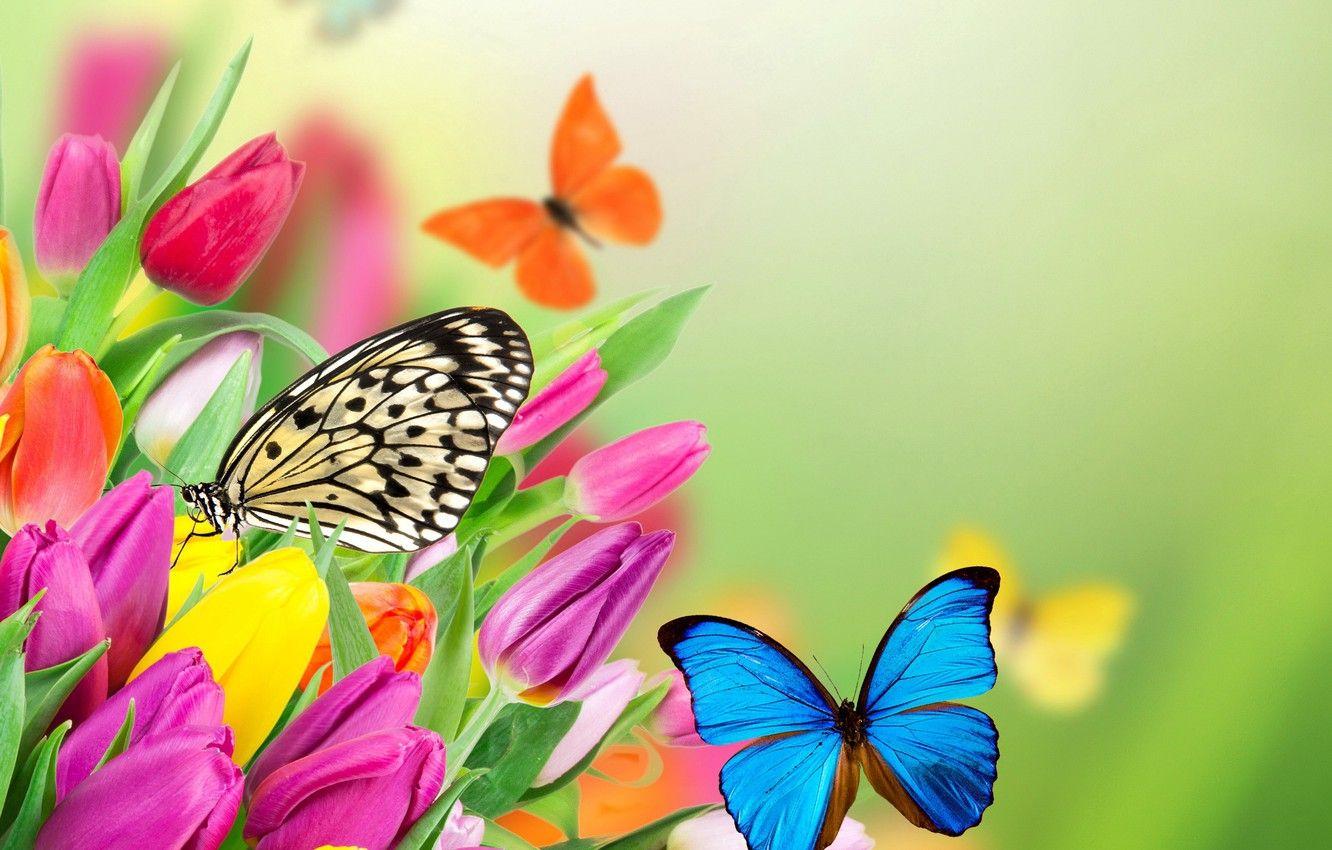 Yellow Flowers and Butterflies Wallpapers - Top Free Yellow Flowers and ...