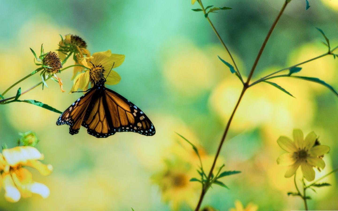 1440x900 Monarch Butterfly On A Yellow Flower Mac Wallpaper Download
