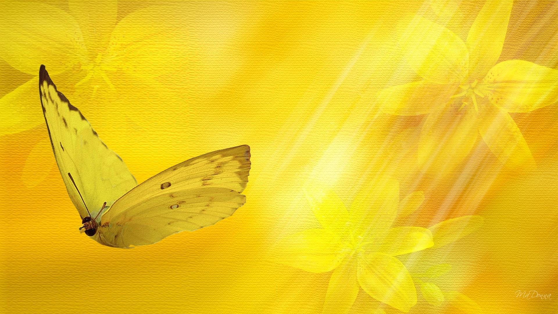 1920x1080 pix resolution - (Butterfly in the window)