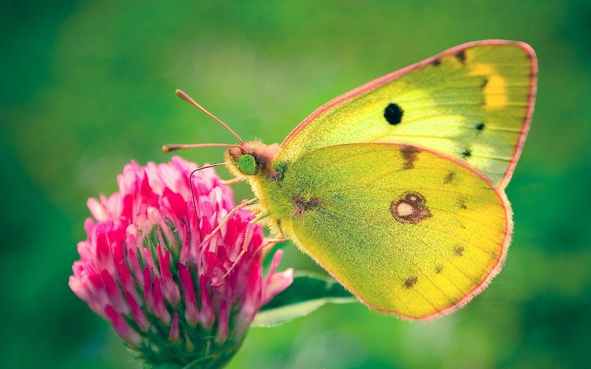 1200x750 Colias hyale